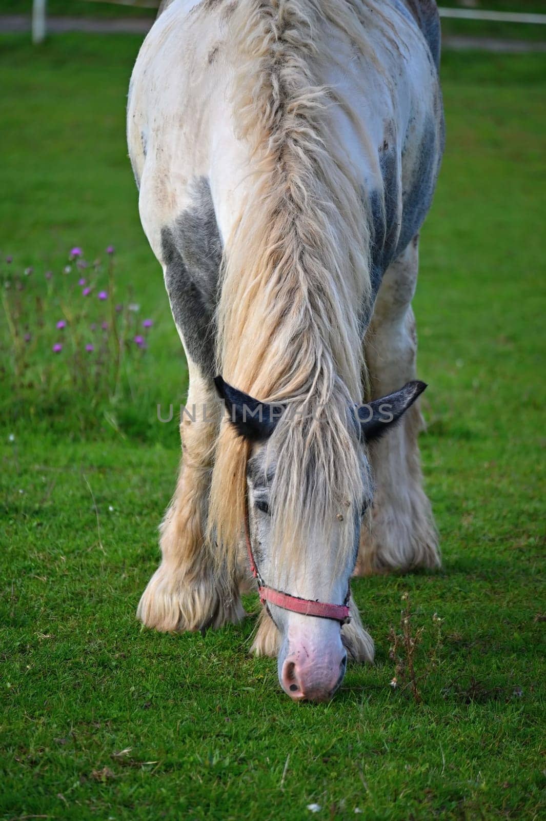 A beautiful horse is grazing on a green meadow on a sunny day. Concept for animals and nature
