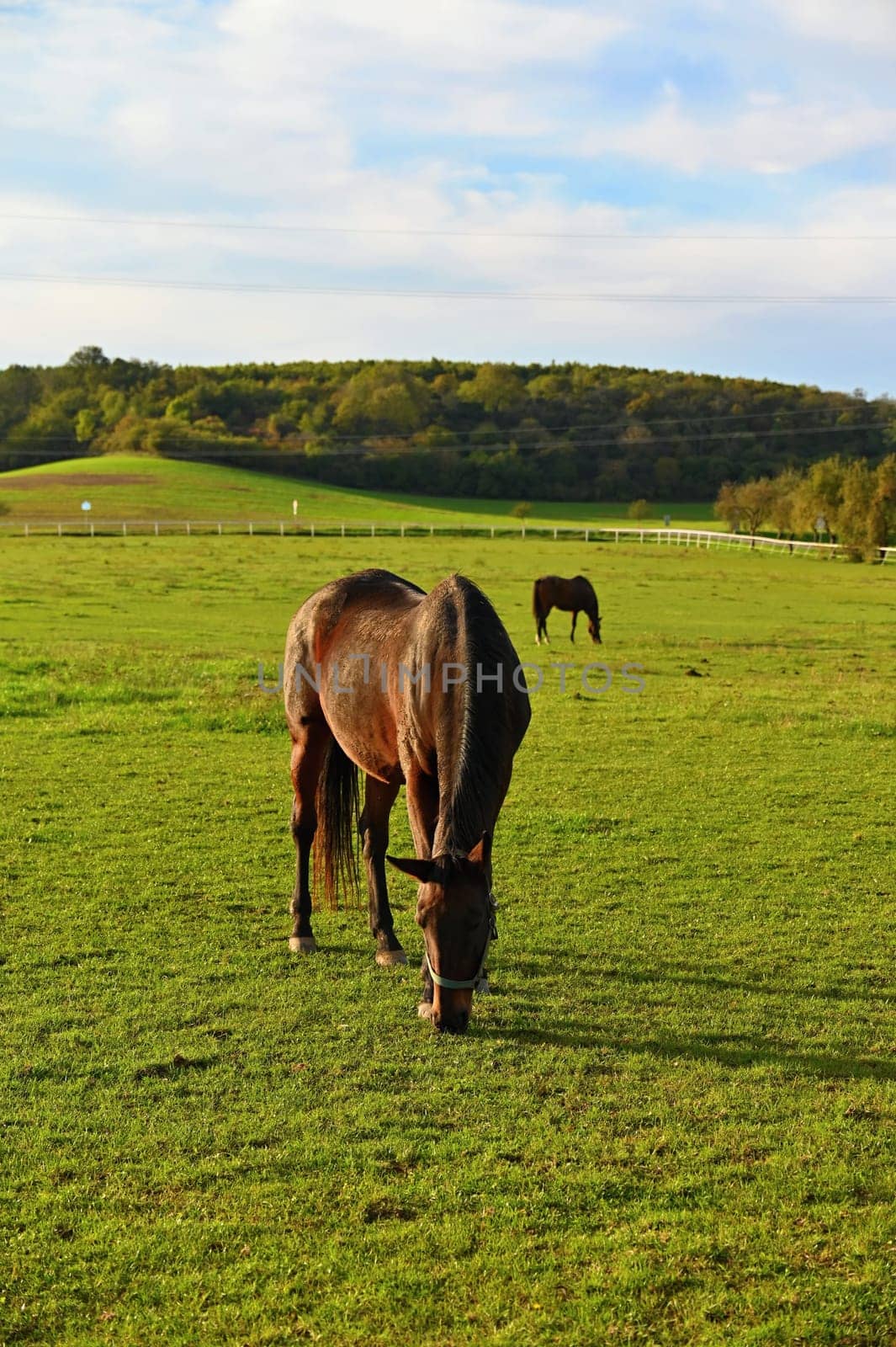 A beautiful horse is grazing on a green meadow on a sunny day. Concept for animals and nature
