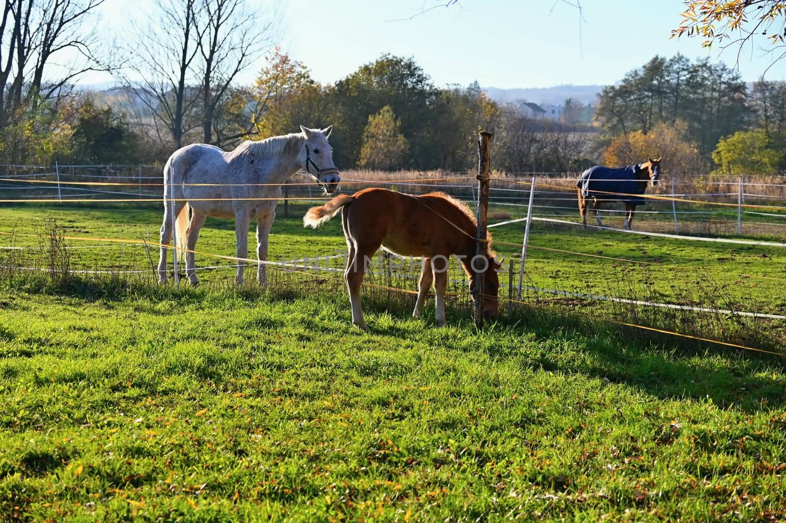 A beautiful horse is grazing on a green meadow on a sunny day. Concept for animals and nature
