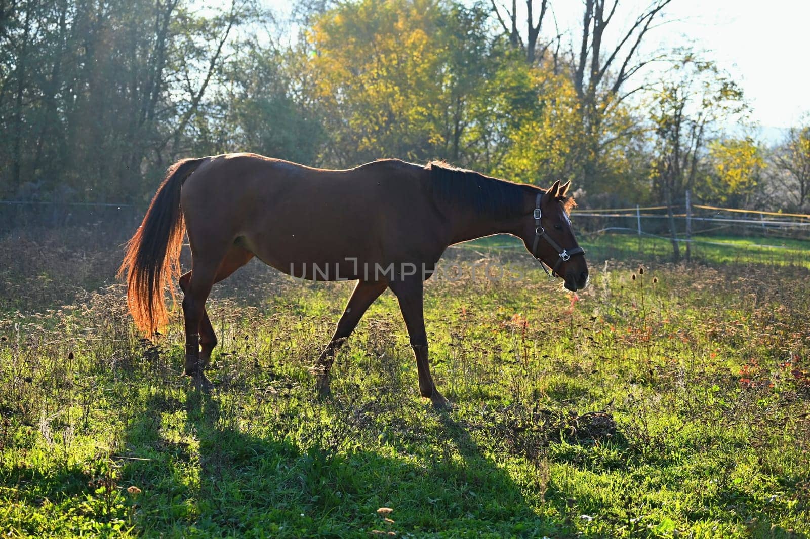A beautiful horse is grazing on a green meadow on a sunny day. Concept for animals and nature
