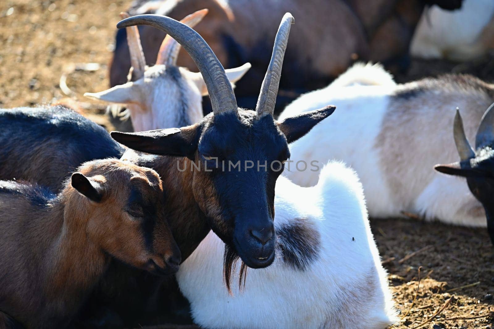 Beautiful goats on the farm. Concept for animals and agriculture
