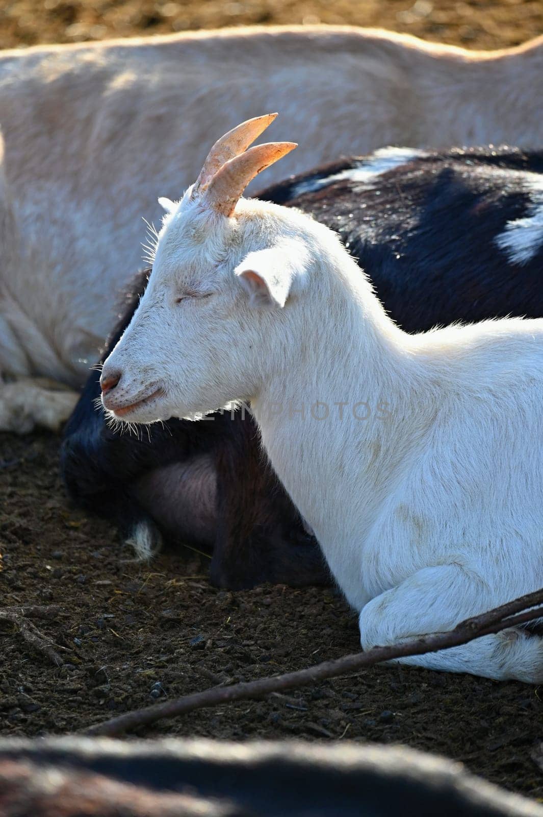 Beautiful goats on the farm. Concept for animals and agriculture
