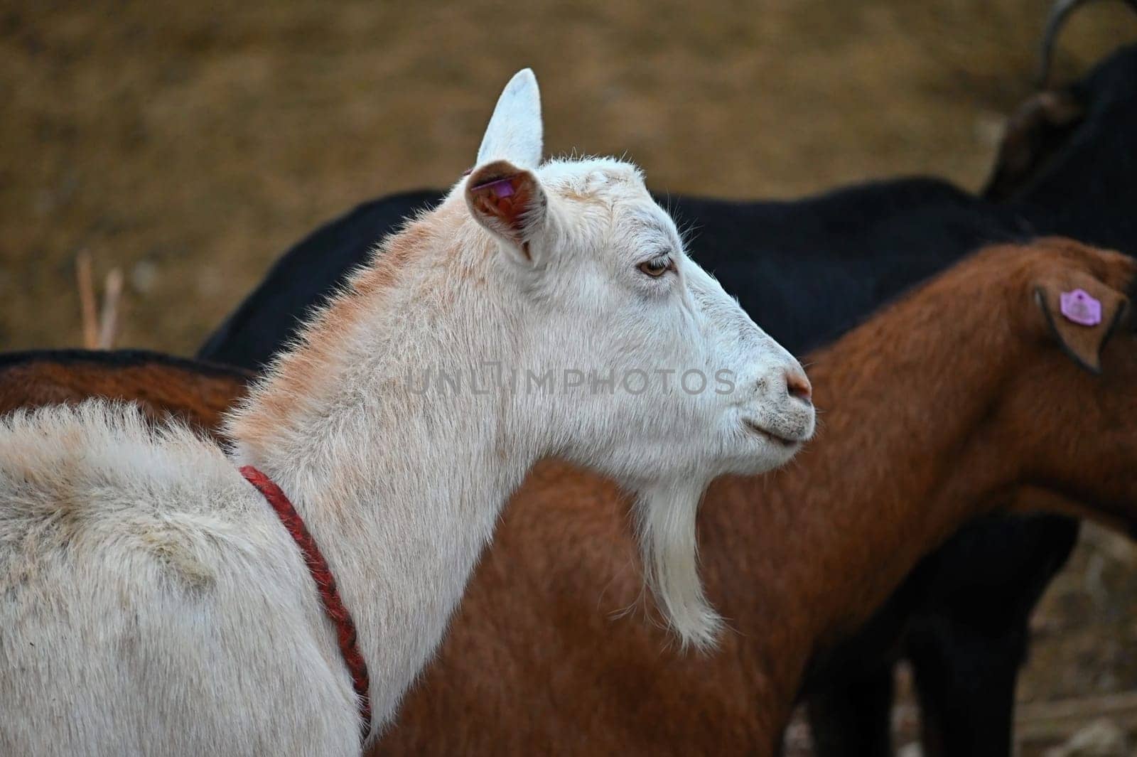 Beautiful goats on the farm. Concept for animals and agriculture

