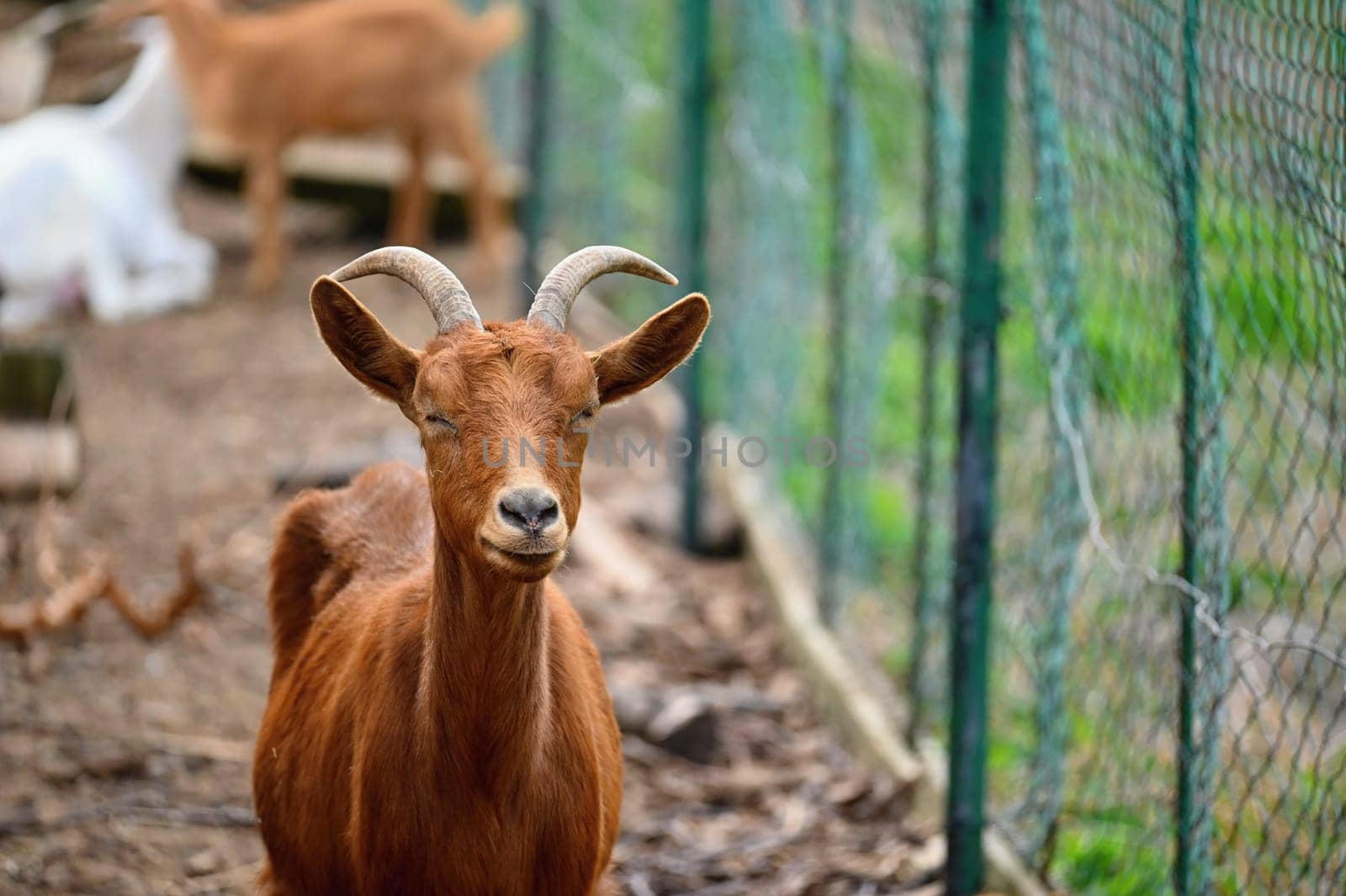 Beautiful goats on the farm. Concept for animals and agriculture
