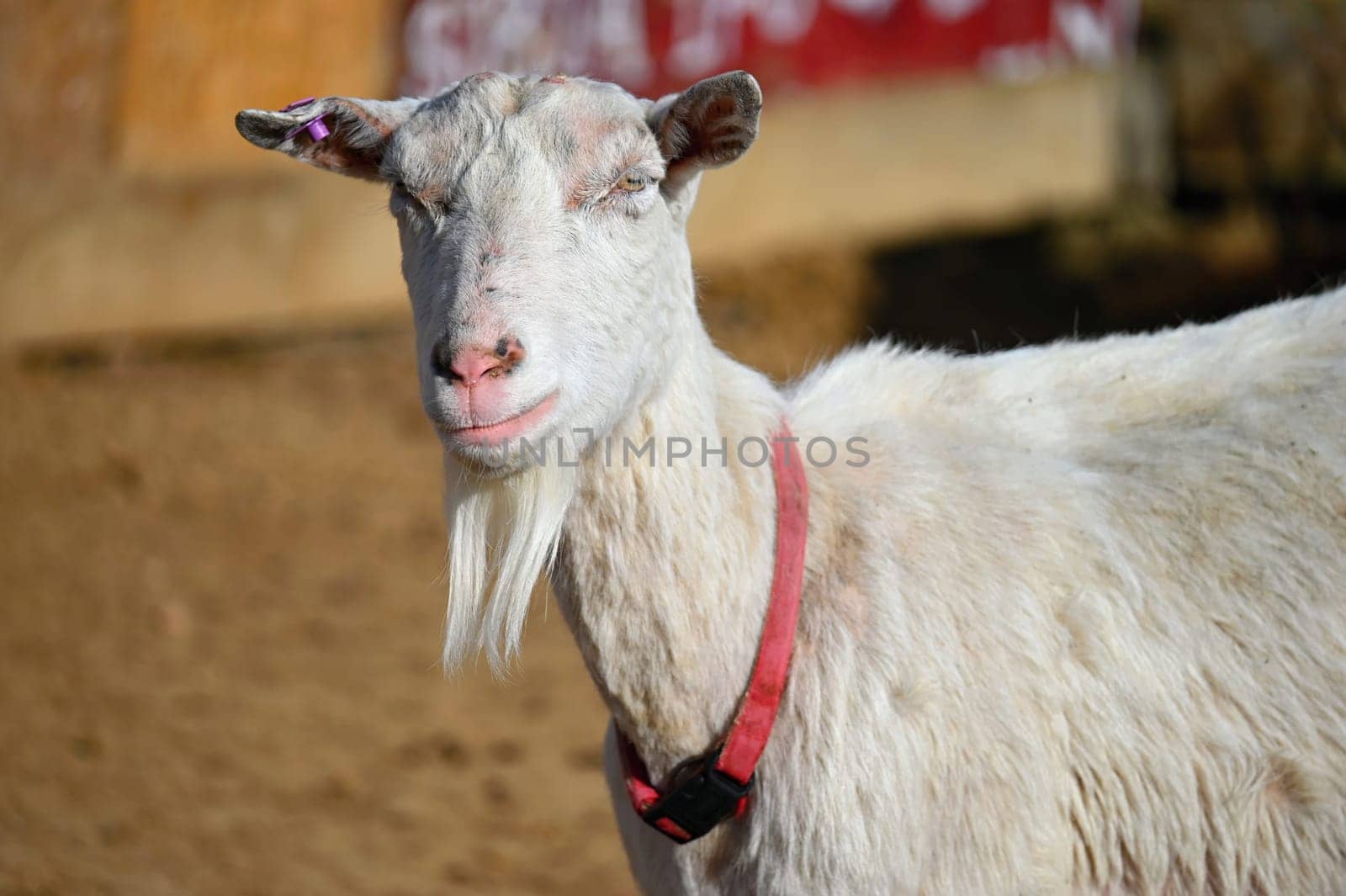Beautiful goats on the farm. Concept for animals and agriculture
