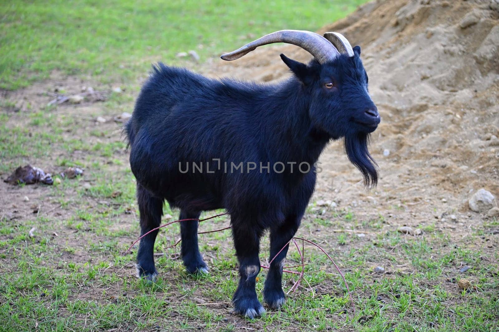 Beautiful goats on the farm. Concept for animals and agriculture
