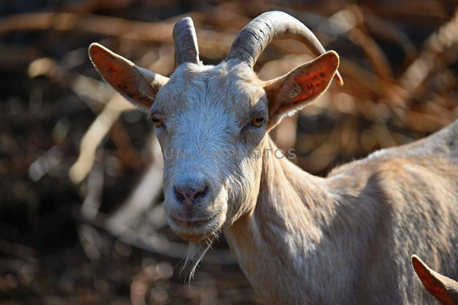 Beautiful goats on the farm. Concept for animals and agriculture

