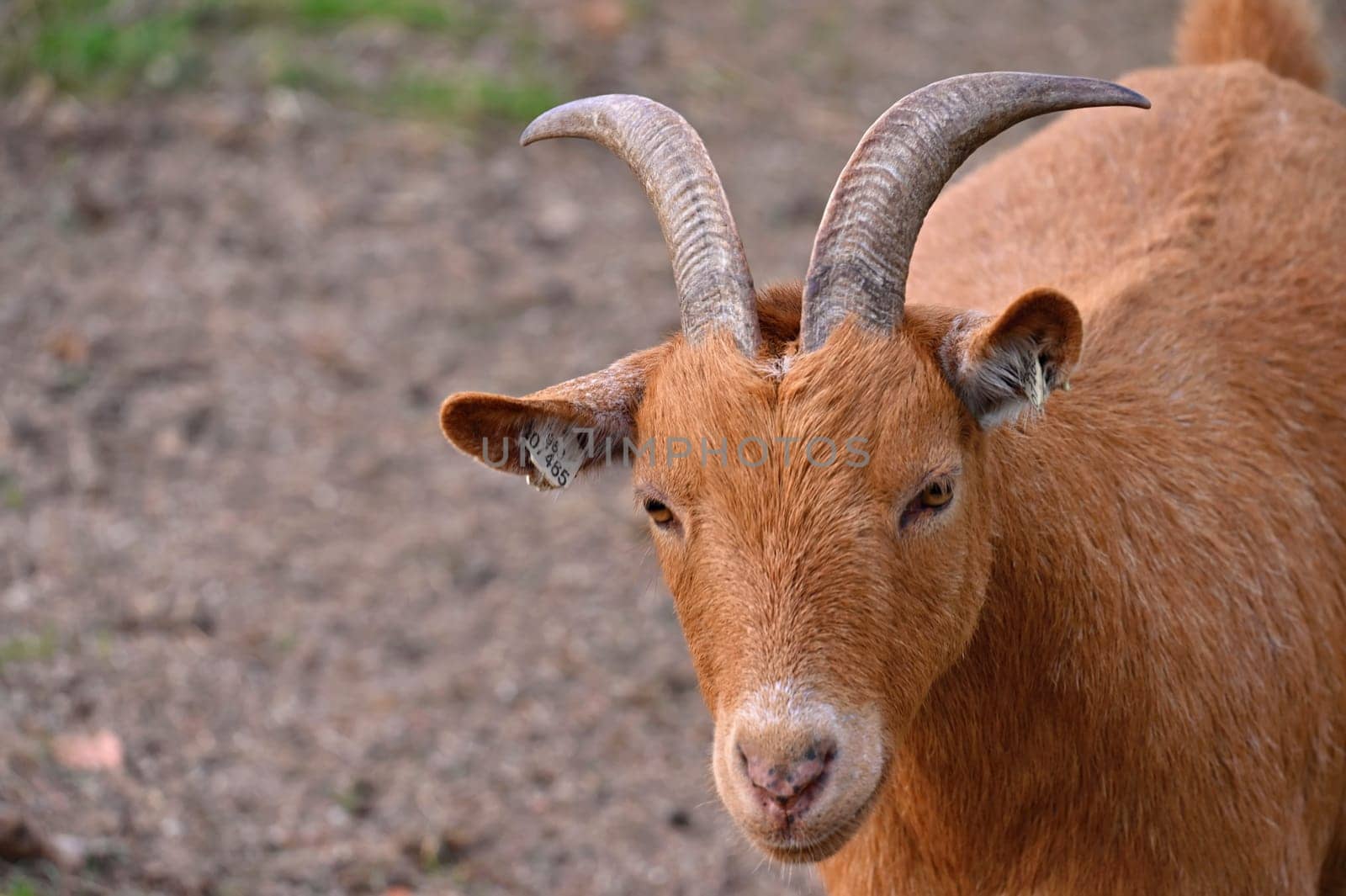 Beautiful goats on the farm. Concept for animals and agriculture
