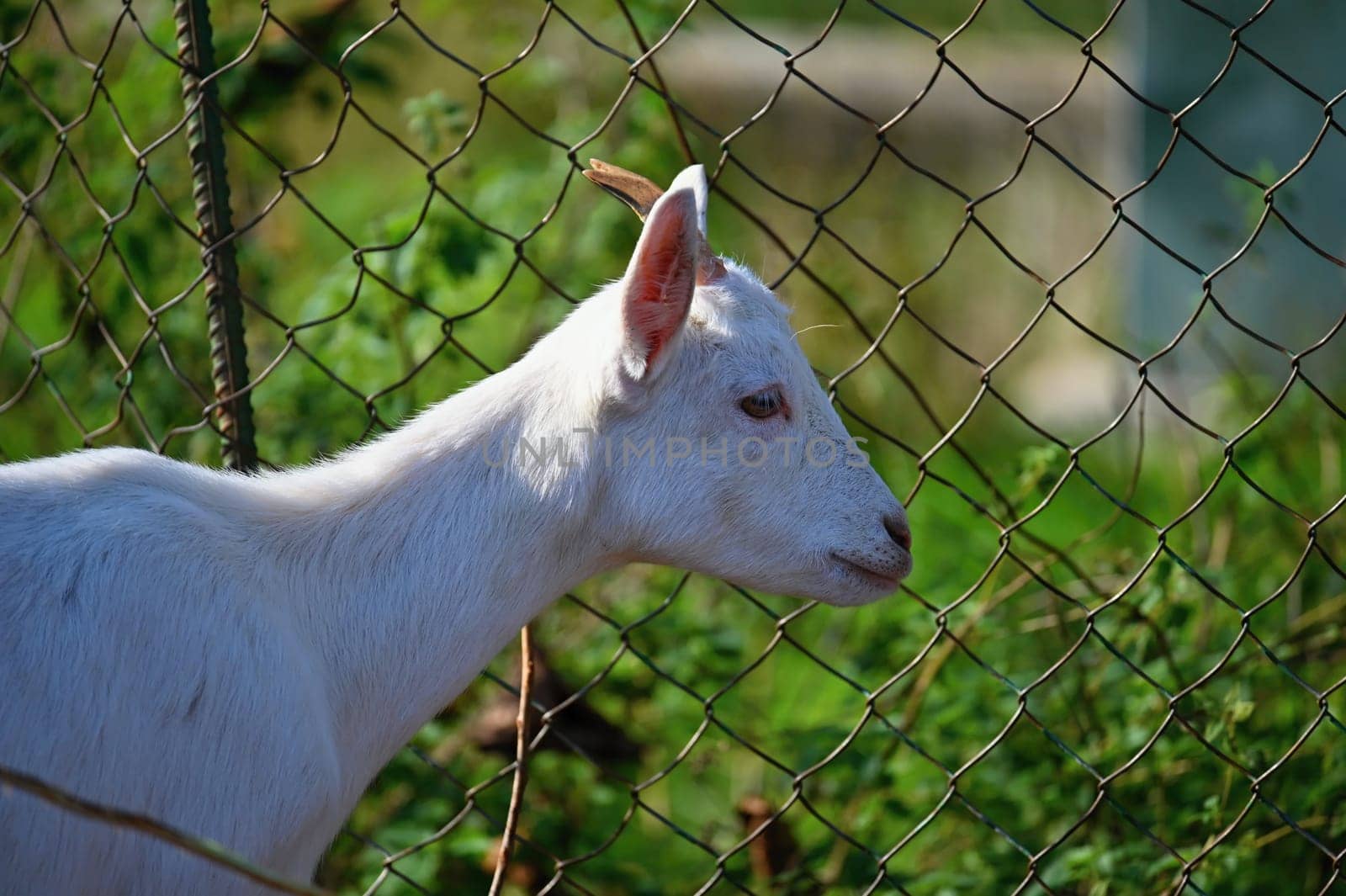Beautiful goats on the farm. Concept for animals and agriculture
