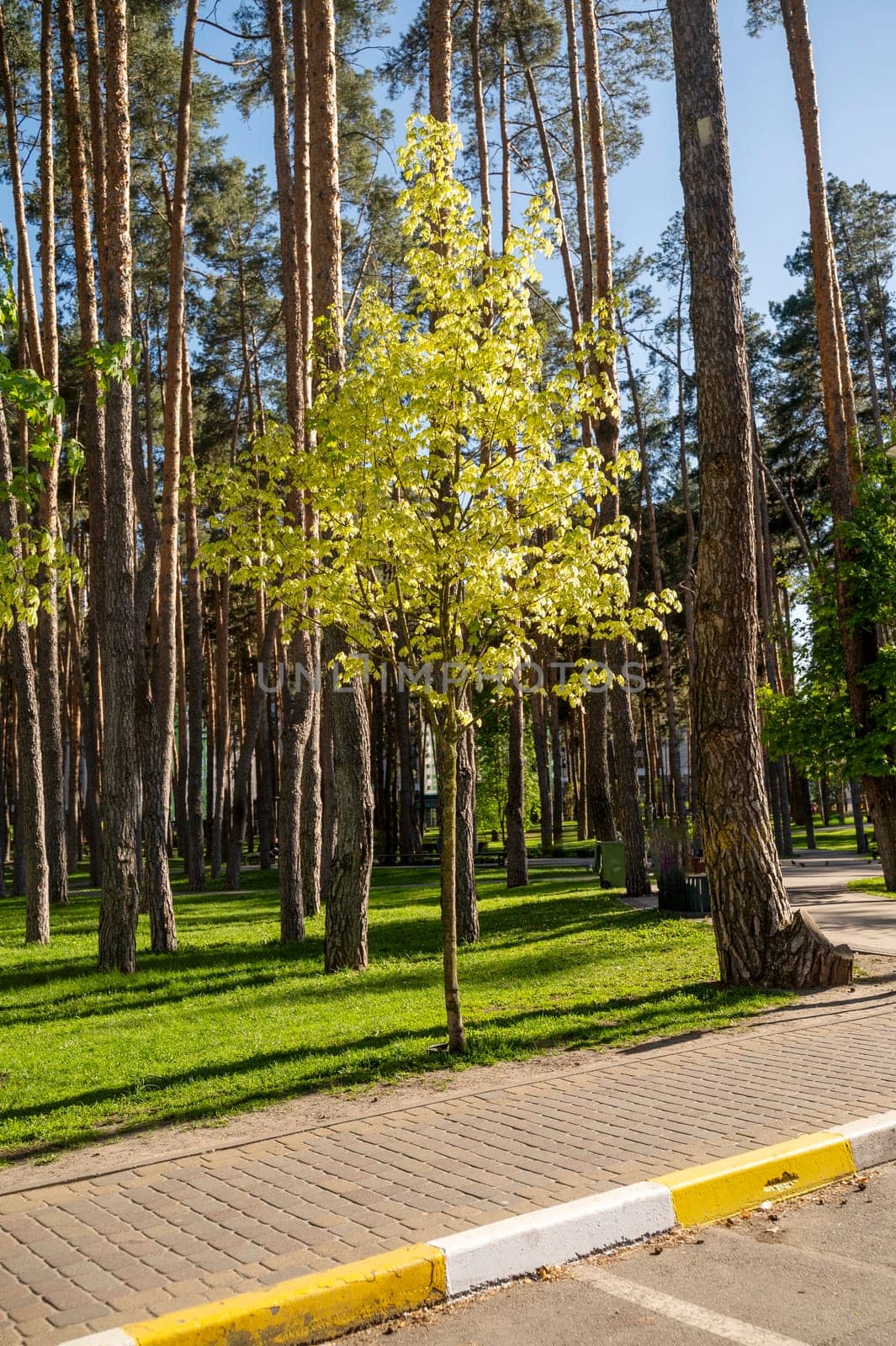 Young maple in the park, in spring. Trees in the city park, creating an eco-environment