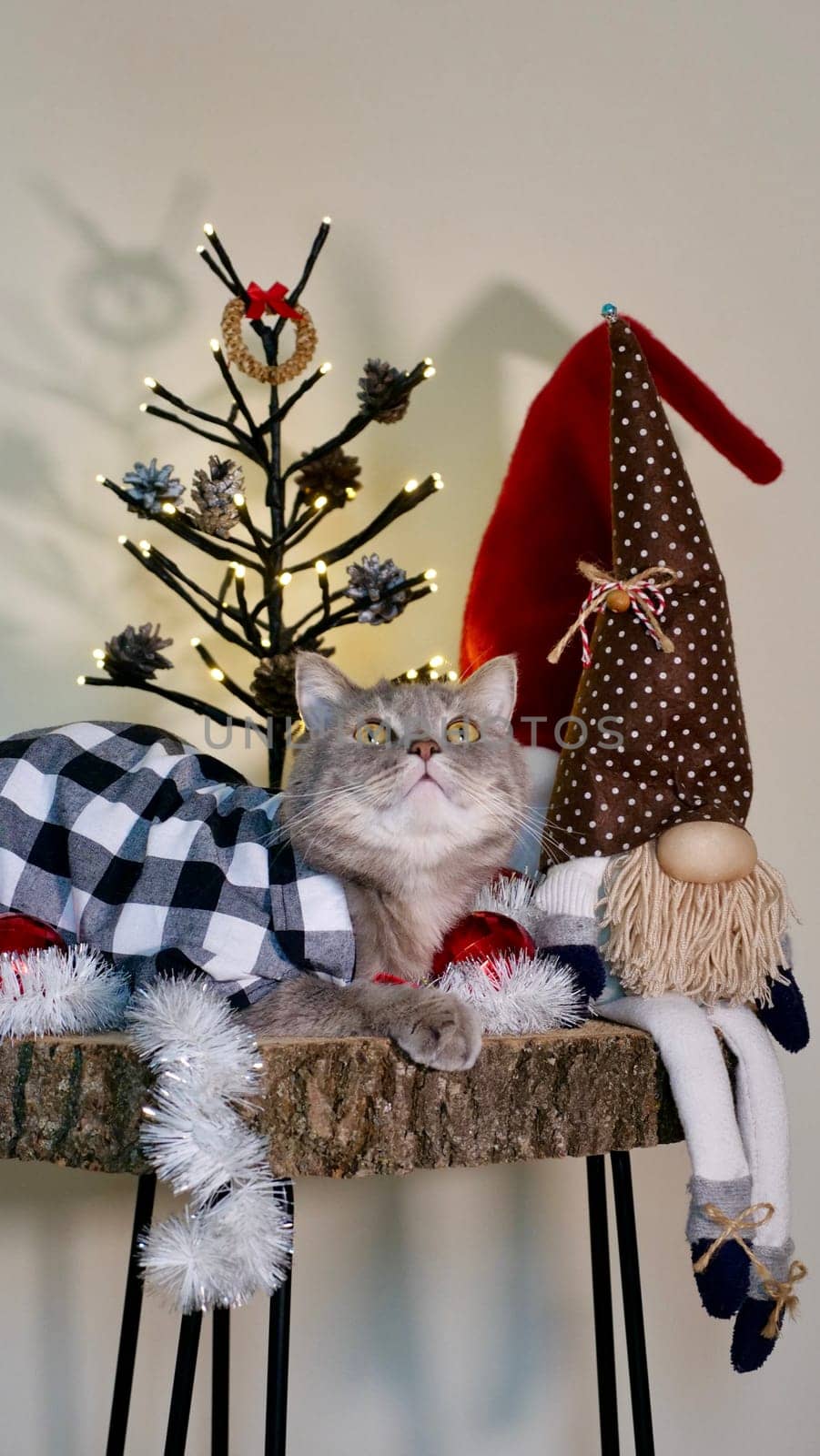 Scottish straight eared cat with red decorations on Happy New Year 2026, celebrating Holiday Merry Christmas. Pet sitting on the table at home