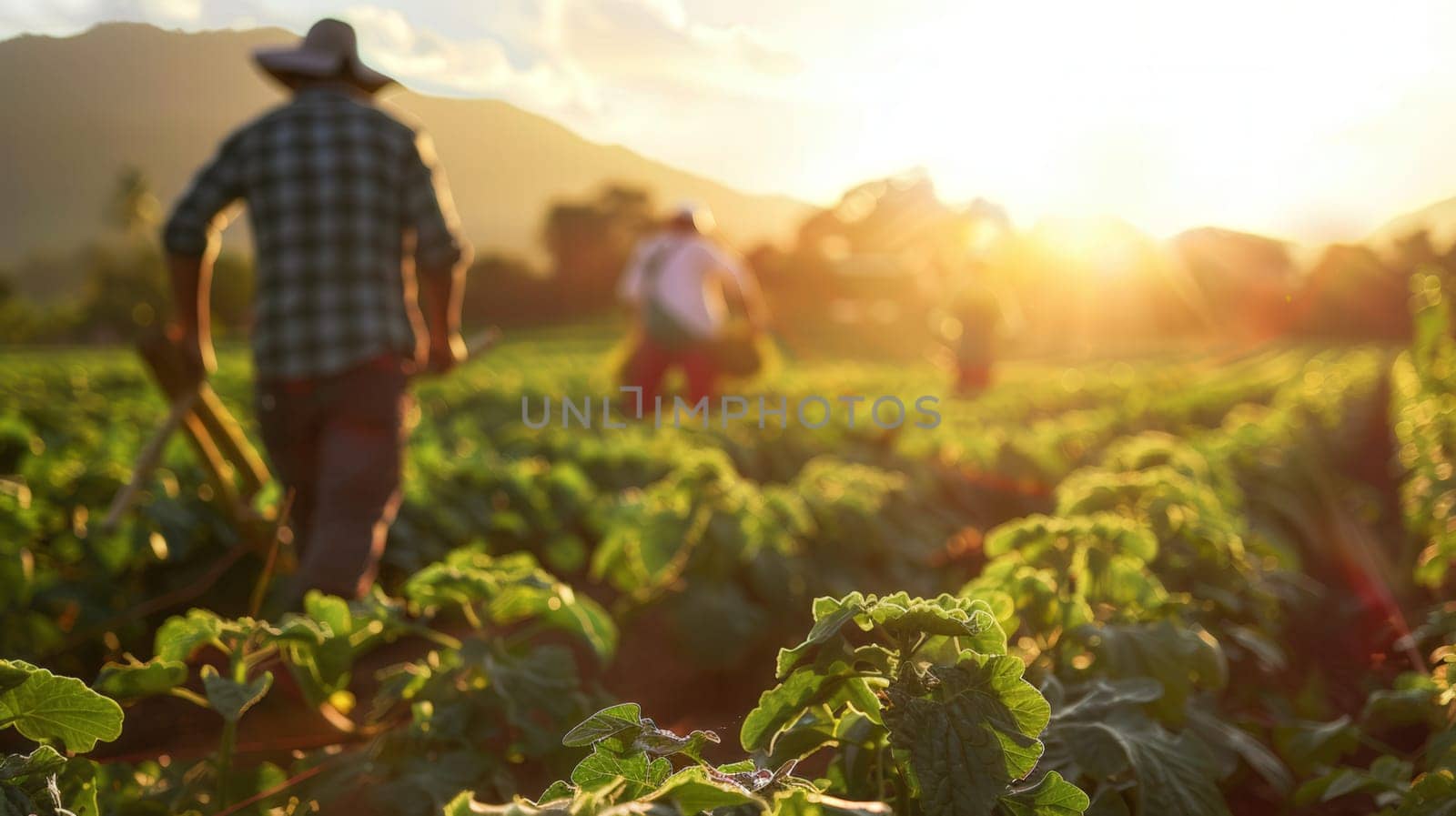 Farm Workers are Harvesting Plant