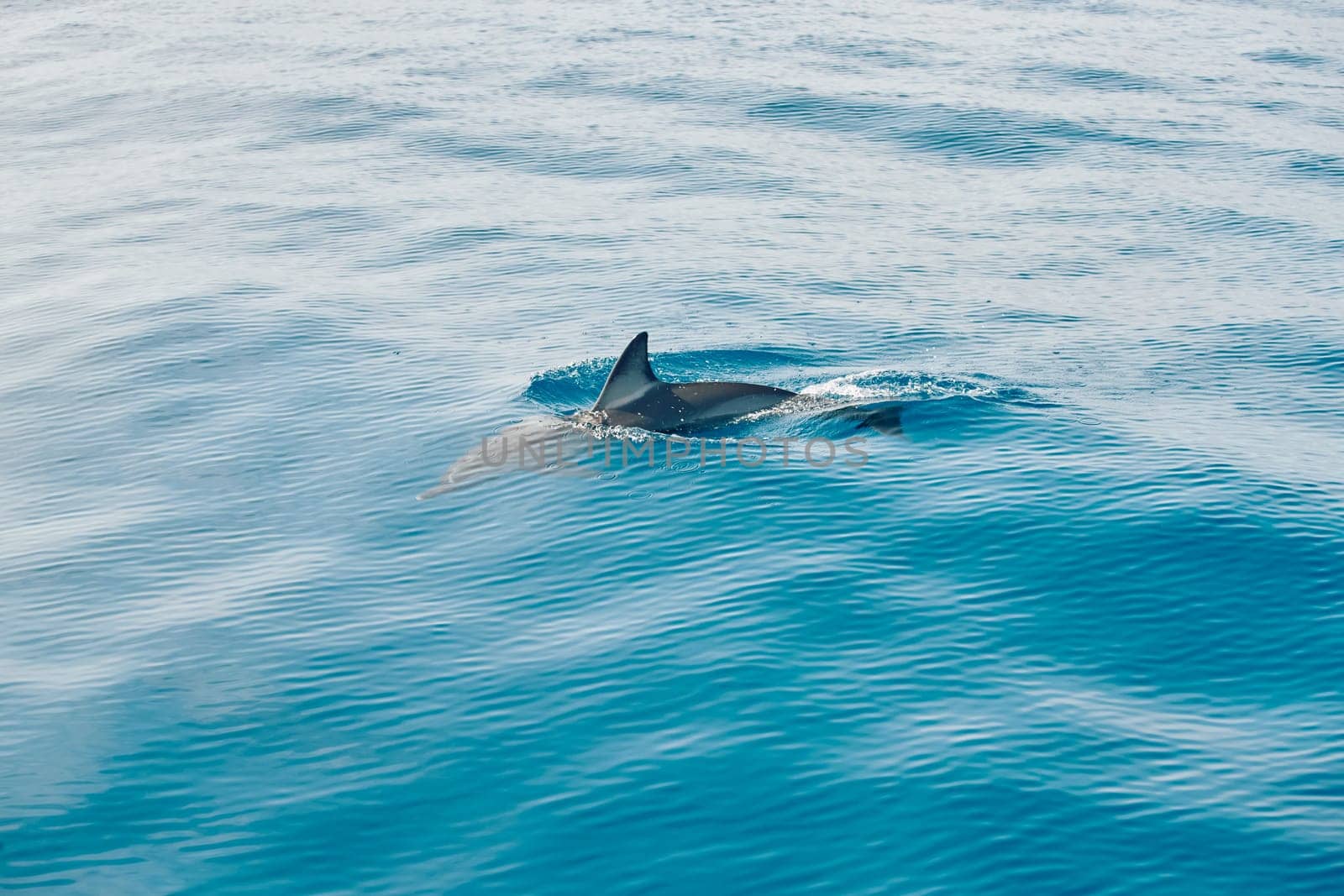dolphin in blue water, dolphin fin, azure water. High quality photo