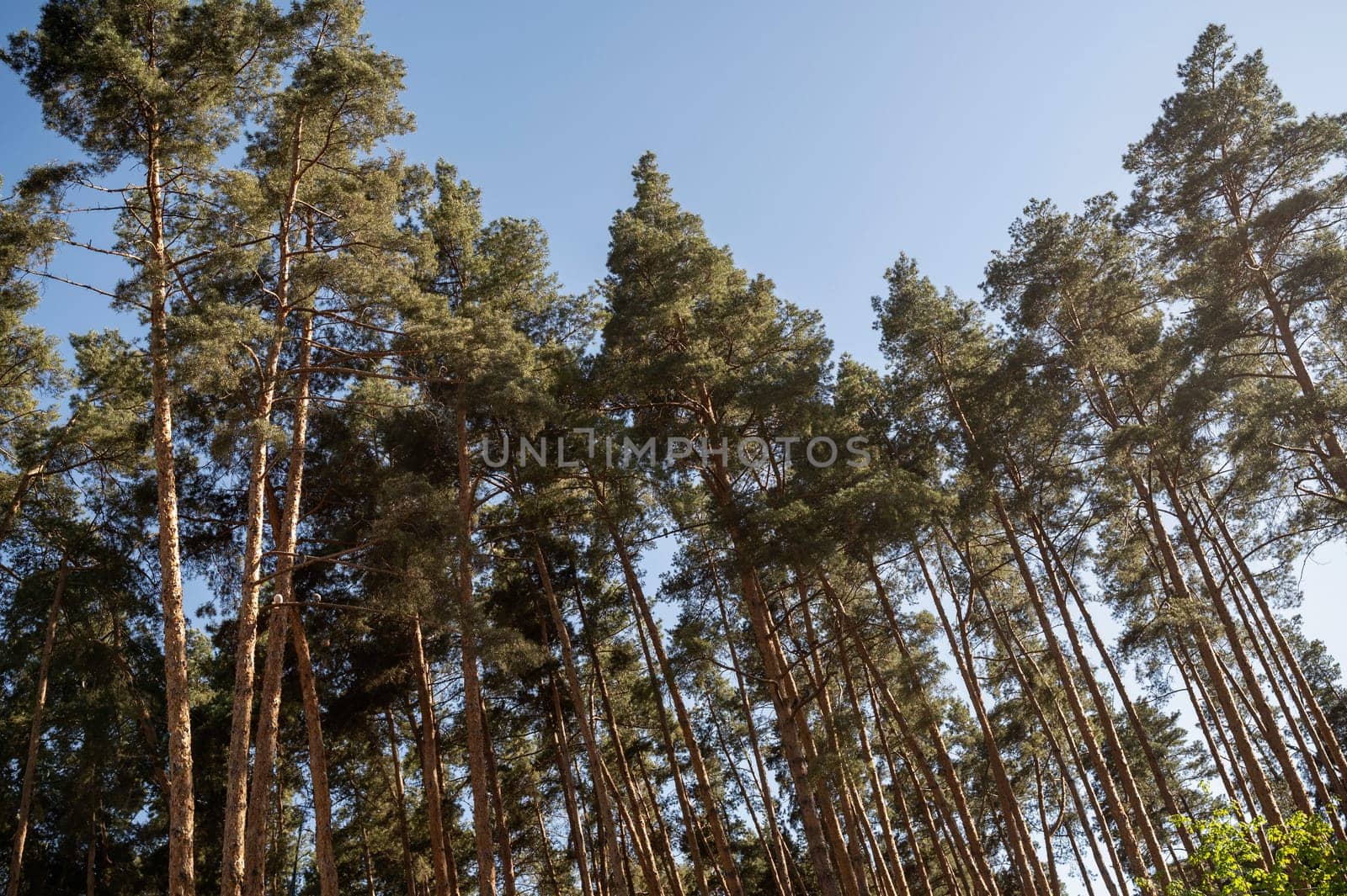 Tall green trees in a city park in the rays of the setting sun, against the background of a cloudless blue sky. Tall evergreen pines in the forest