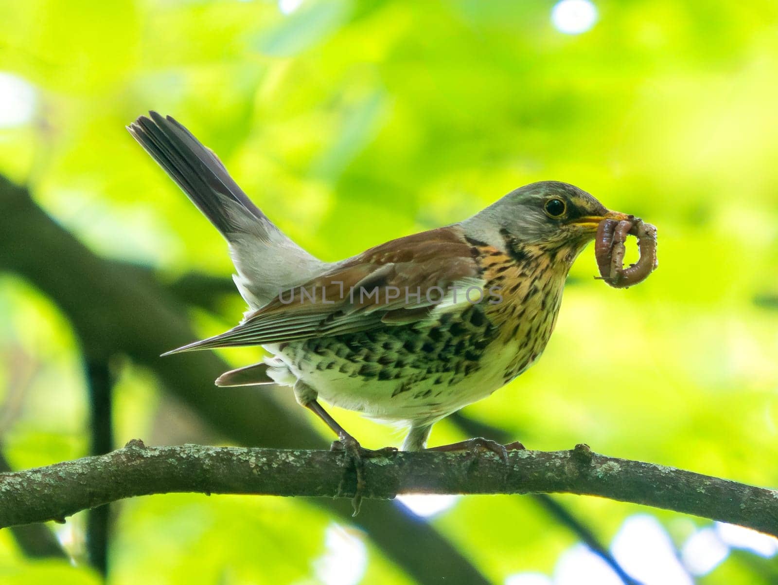 Fieldfare or Turdus pilaris with earthworm in beak. Nest and chick season. Fieldfare found food for chick. Carrying foods. Birds watching. Fieldfare or Thrush side view, slightly front, on tree branch