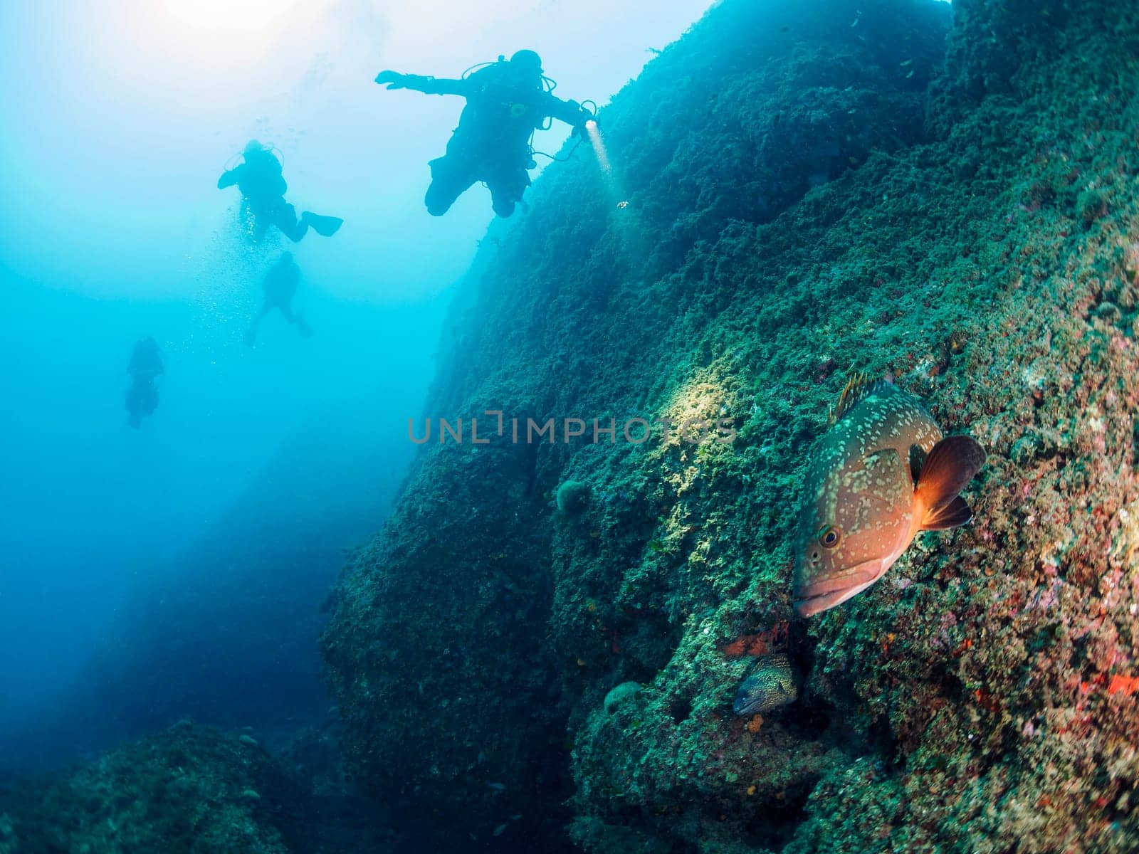group of divers diving with flashlights illuminate grouper fish and a moray swimming along the bottom of the sea, concept of recreational scuba diving and underwater adventure