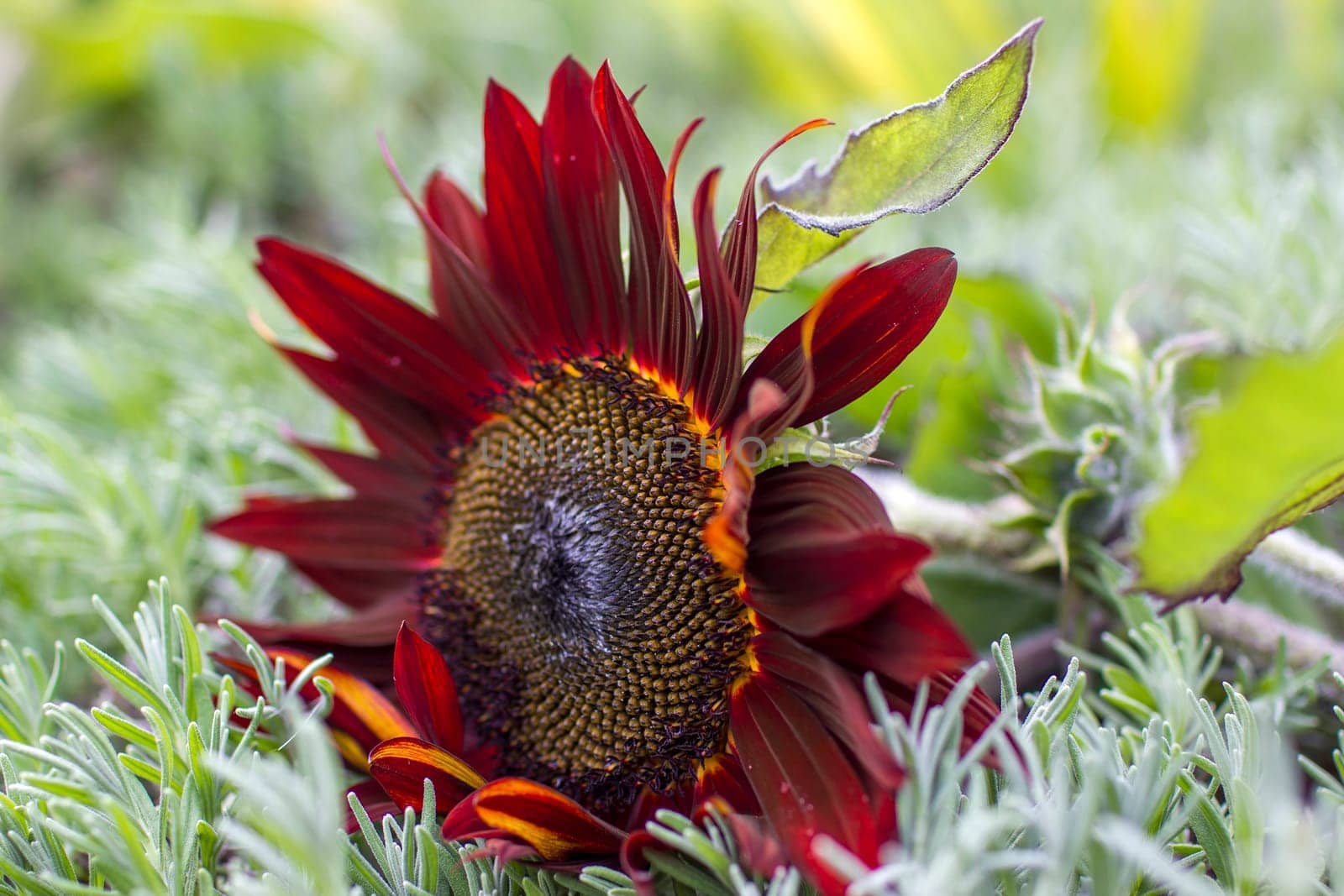 red sunflowers (helianthus annus) in a field - close up