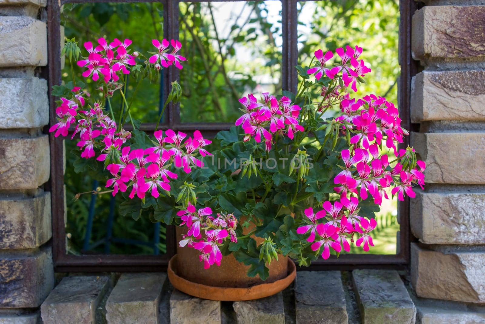 pink geranium in a clay pot in old window