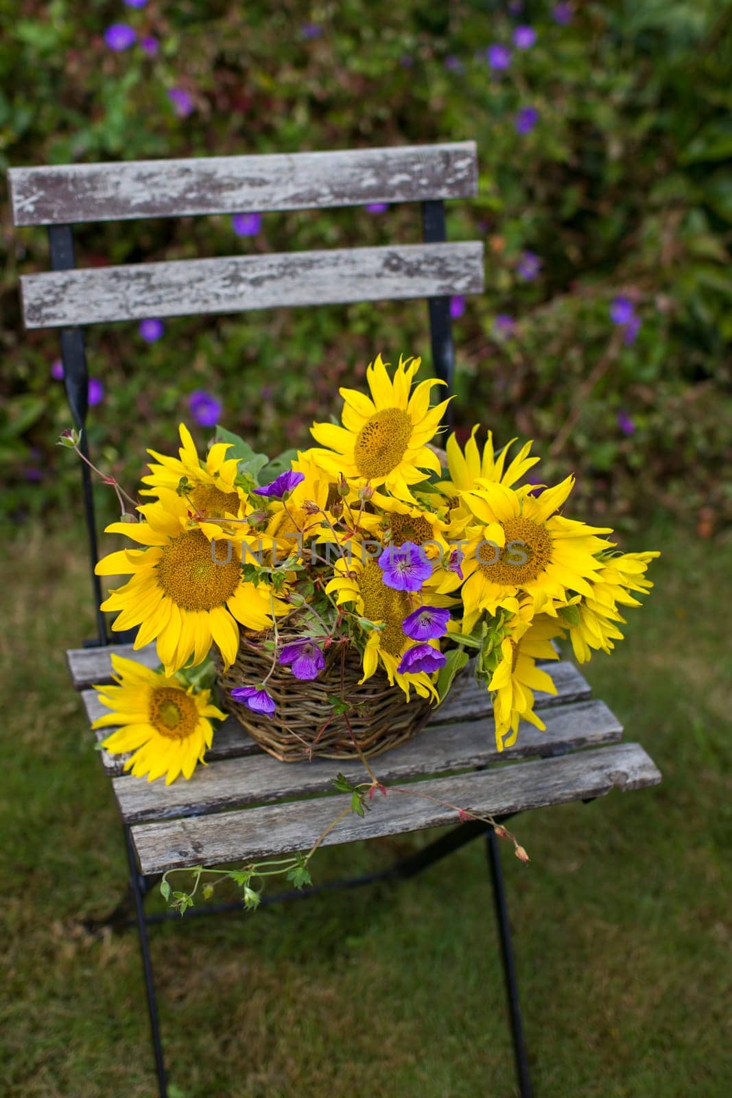 flowers - sunflowers and geranium in a basket on chair in the garden