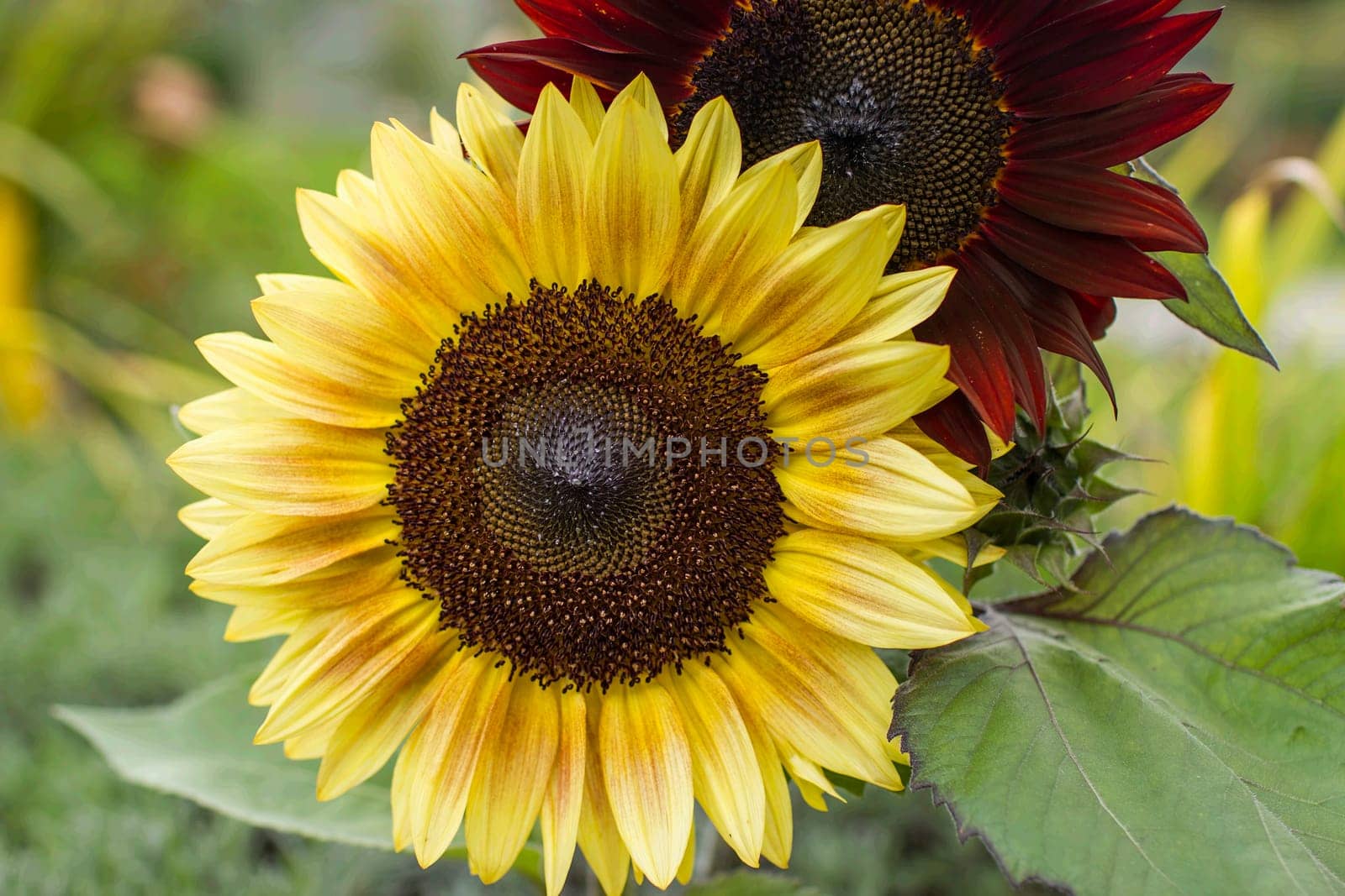 Sunflowers (helianthus) in a field - close up