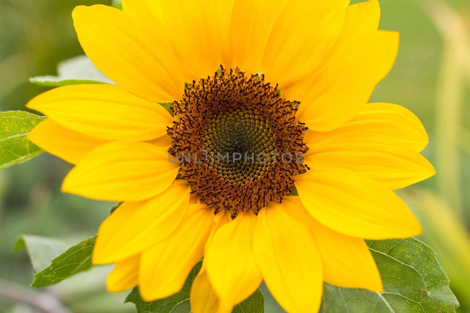 Sunflowers (helianthus) in a field - close up