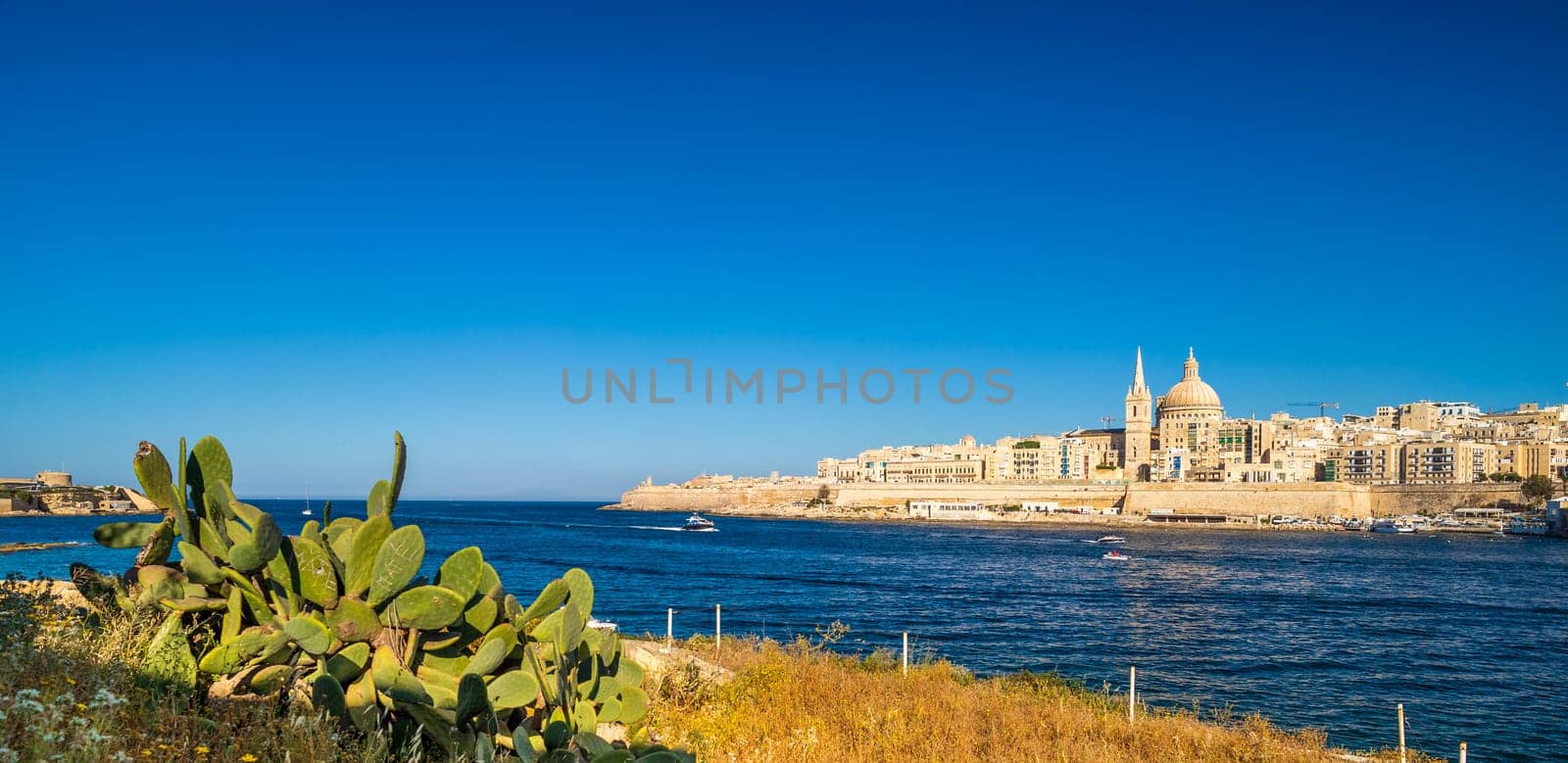 Cityscape of Valletta with a big cactus in the foreground, the capital of Malta.