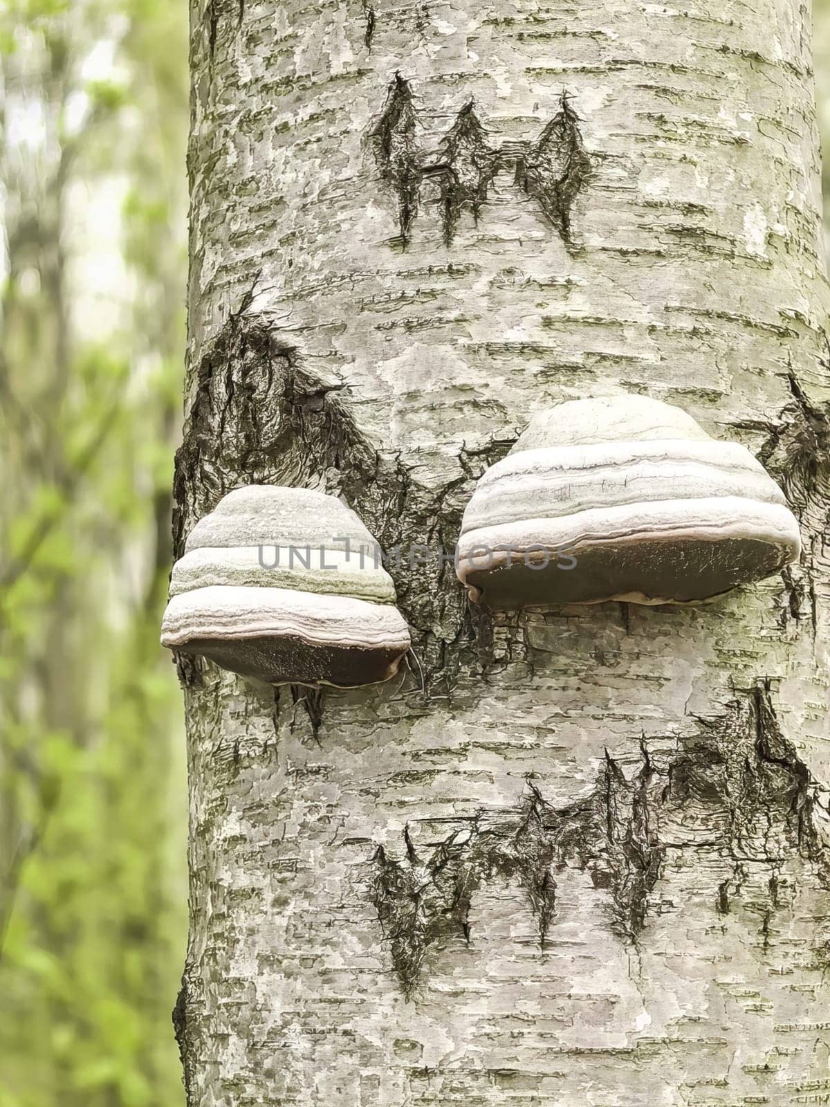 Tinder fungus clinging to a tree trunk in a forest setting, showcasing their unique, layered structure and natural habitat in a close-up. Made with a smartphone