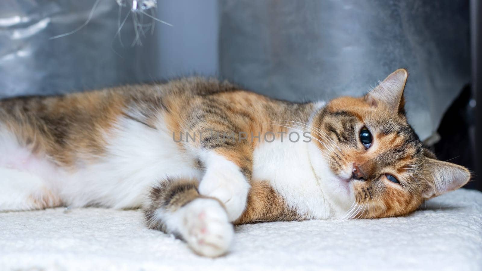 A calico cat lounges on a soft surface, showcasing its colorful fur and expressive eyes that captivate viewers