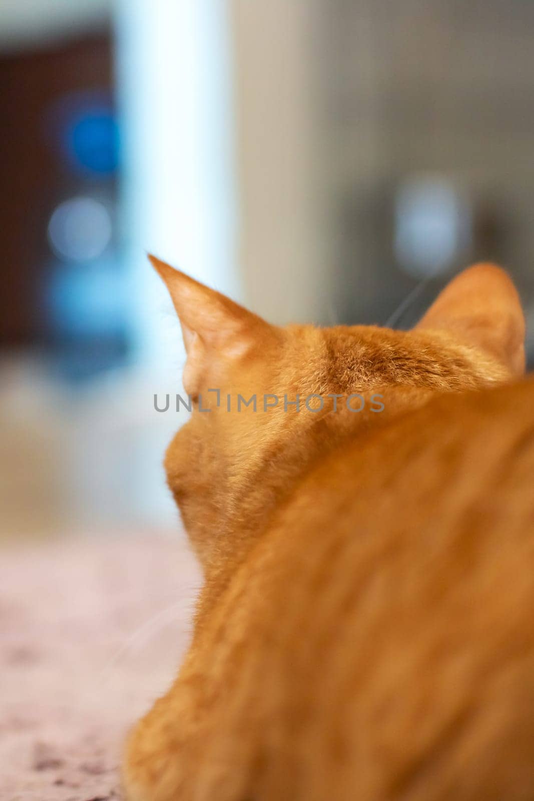 This is a detailed closeup image showcasing the head of a cat, featuring its prominent features against a softly blurred background
