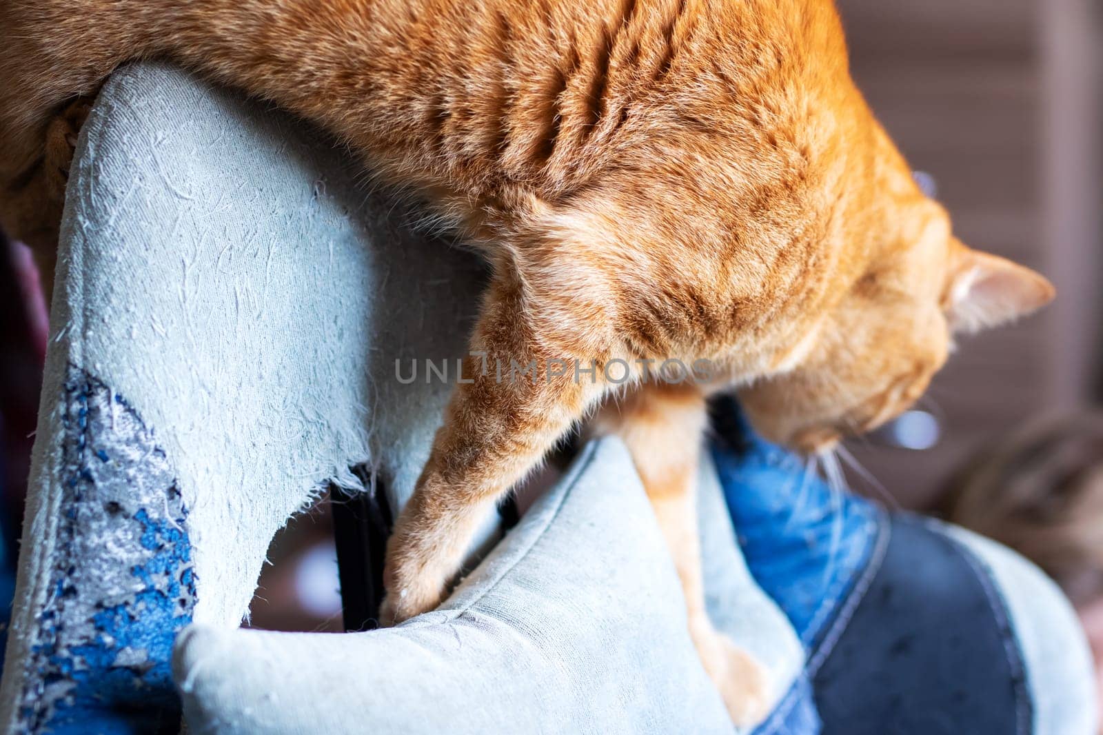 A fluffy cat comfortably resting atop a person s foot, enjoying warmth and companionship in a cozy setting, displaying its playful spirit