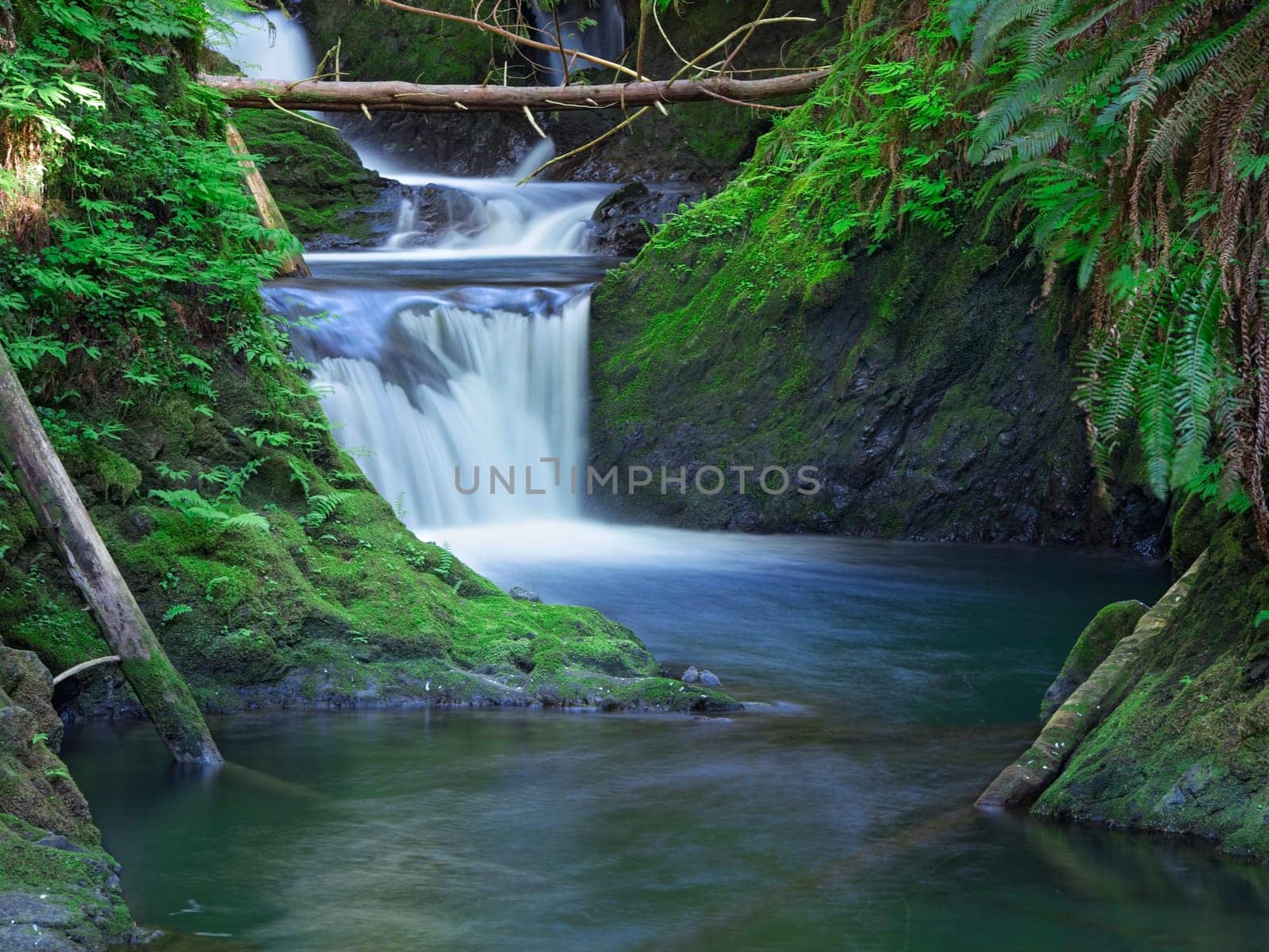 The lush and small Willaby Falls near Lake Quinault in the Olympic Peninsula region in western Washington.