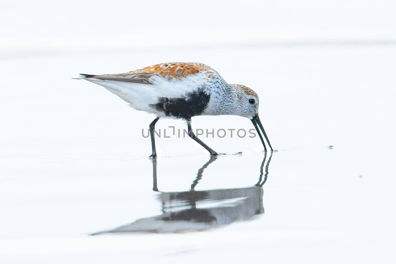 A small Dunlin bird is searching for food on Hobuck Beach in Washington.