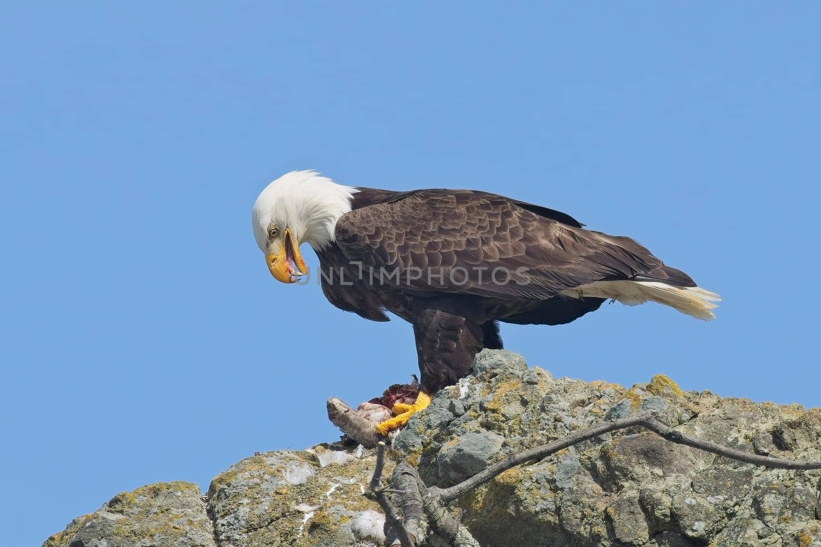An American bald eagle is perched on a rock with a small bird in its claws for food at Ruby Beach in Washington.