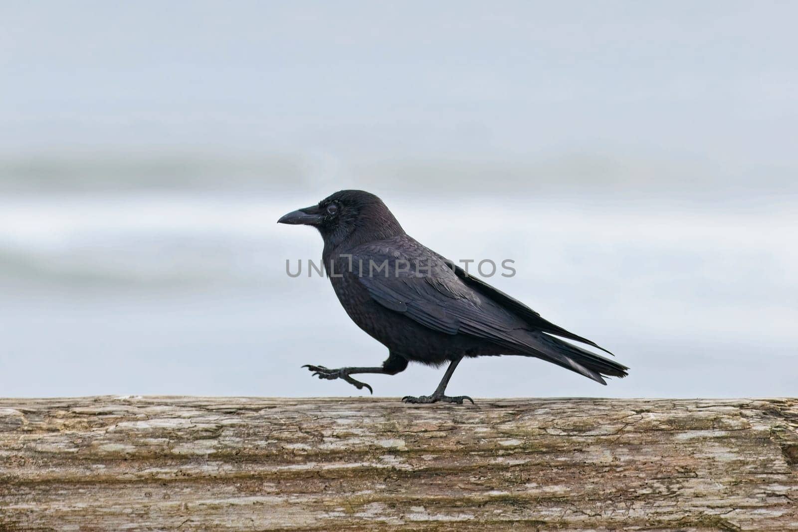 bird, nature, animal, natural, walking, wildlife, outdoor, photography, outdoors, fauna, birdwatching, animal themes, environment, peaceful, standing, log, beak, avian, feathers, habitat, neck, long, ecology, feather, wildlife photography, wildlife observation, species, natural behavior, beauty in nature, leg, horizontal, foraging, black, wild, ornithology, plumage, side view, close-up, animals in the wild, background, closeup, black feathers, birding, perched, wild bird, eye, crow, behavior, La Push, Washington