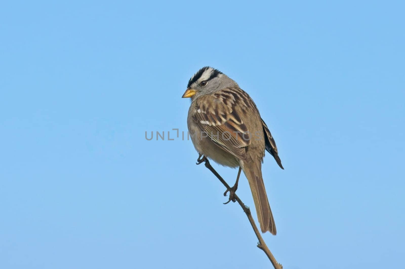 A pretty white crowned sparrow is perched on a small twig against a blue sky in western Washington.