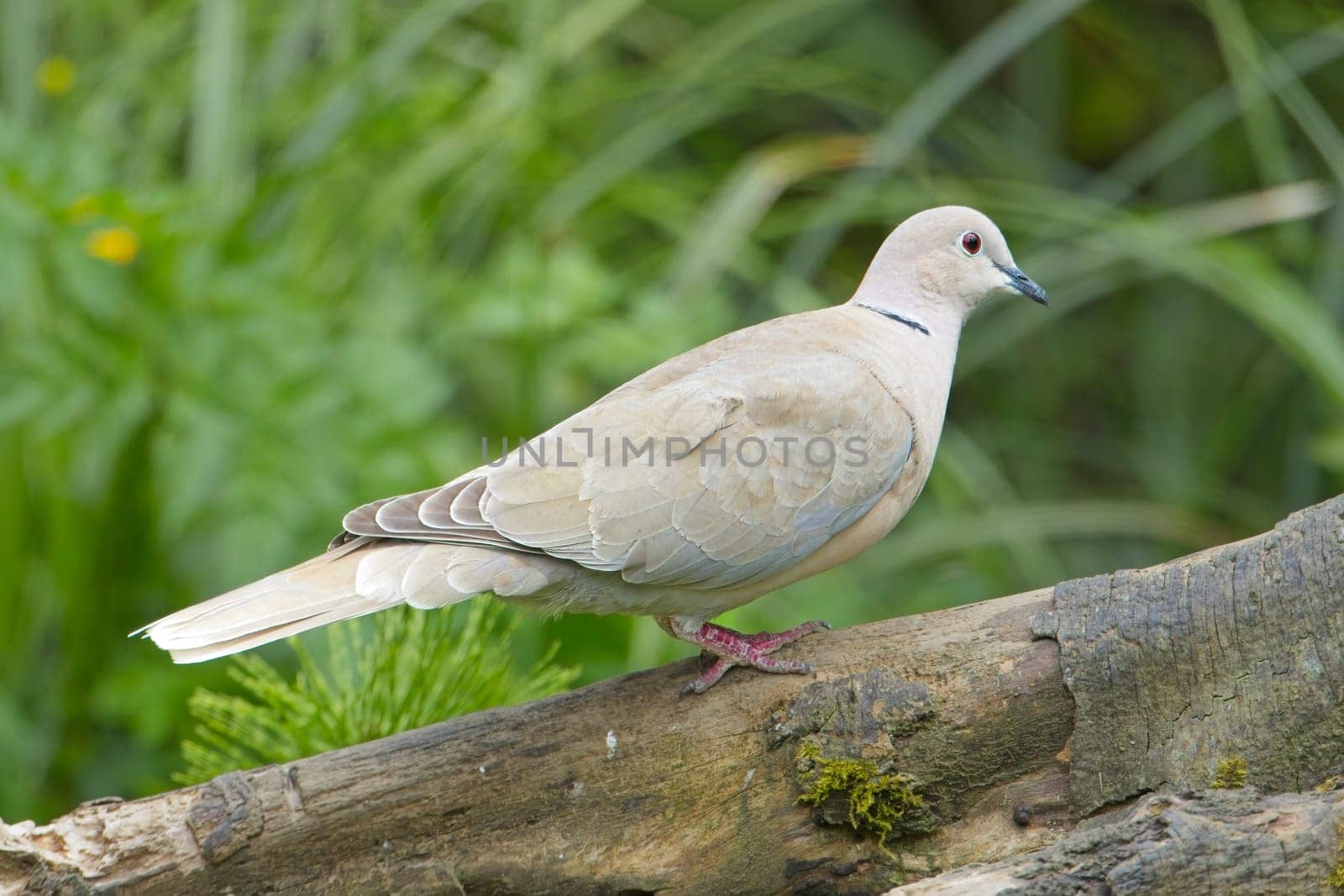 A mouring dove walks on a large tree root in Neah Bay, Washington.