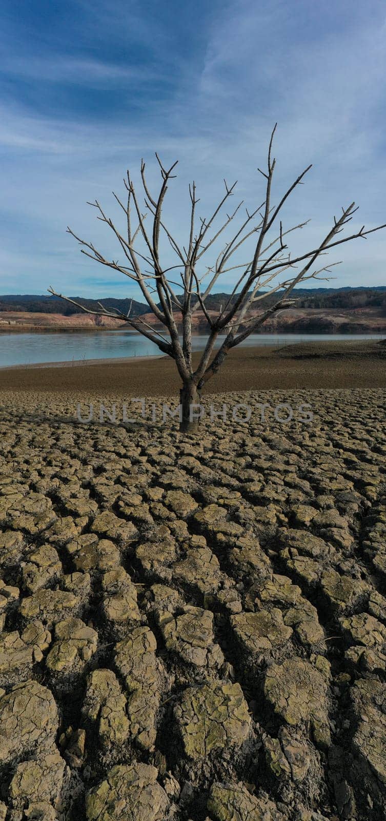 Dry tree with all the ground cracked in the Sau reservoir.