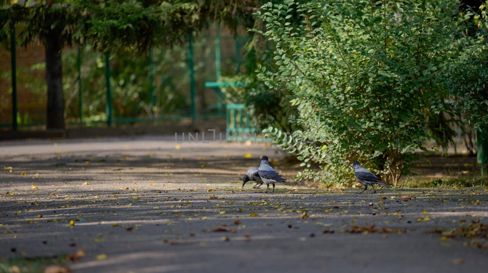 Three grey crows are on a paved path in a park, day