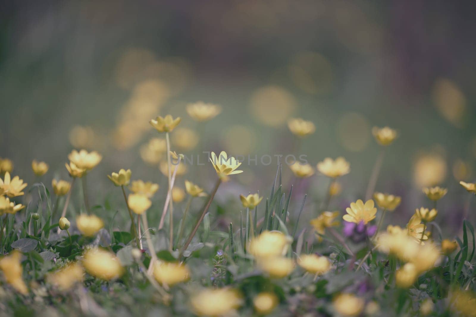 Close-up of small yellow wild flowers with soft focus symbolizing spring or beauty of nature