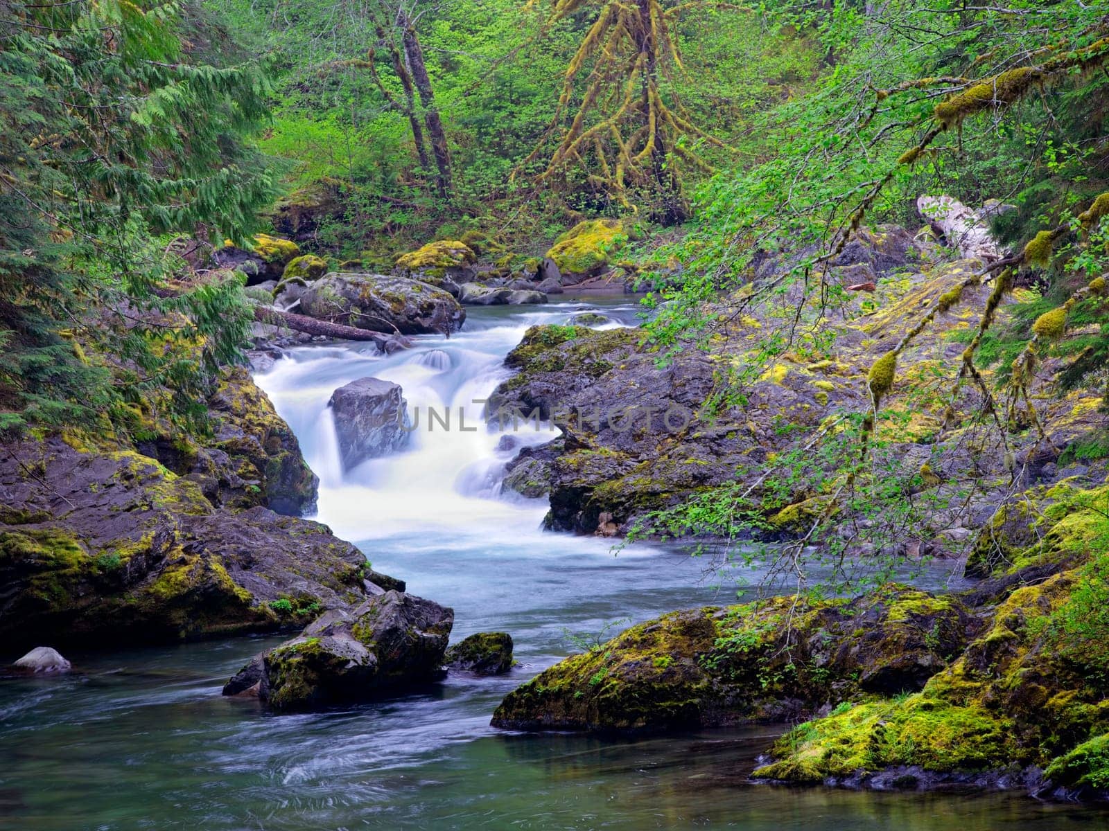 The lush forest around the salmon cascades on the Sol Duc river in the Olympic National Park in Washington.