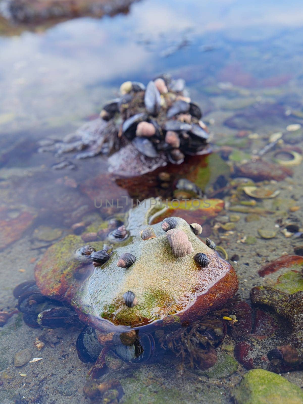 A close up photo of rocks in water covered in small shells in a tide area in western Washington.