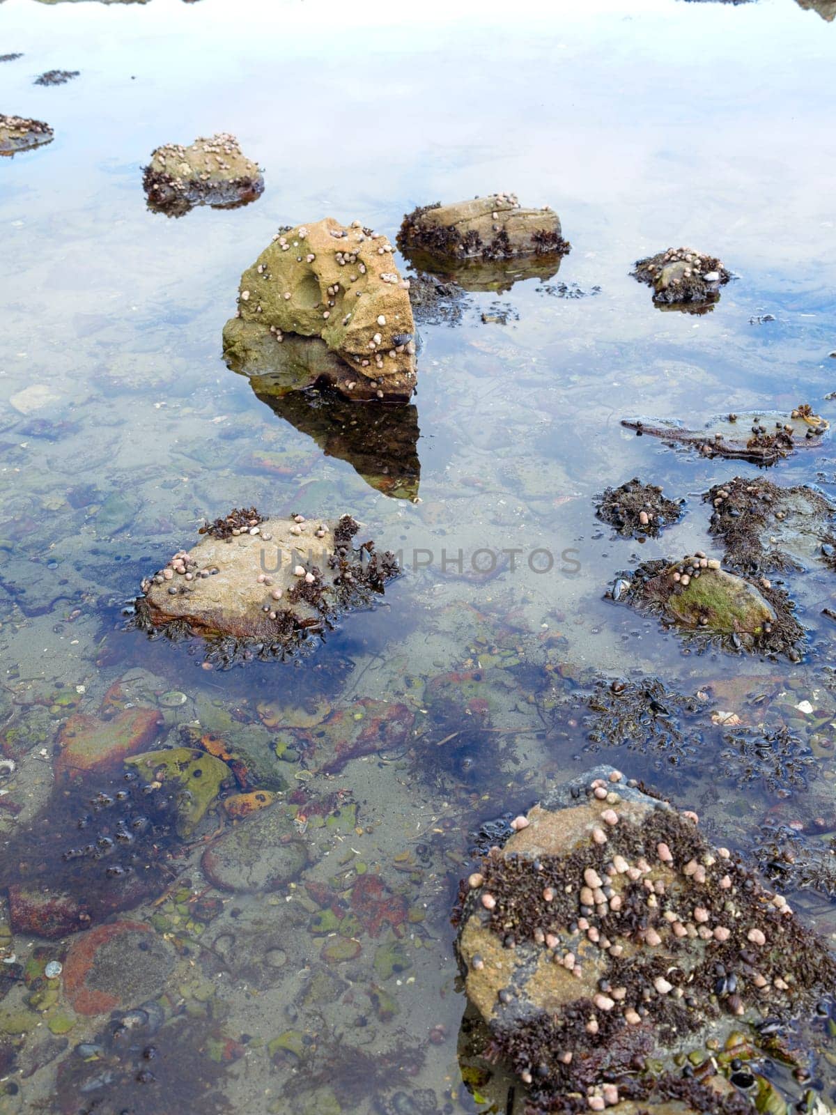 A close up photo of rocks in water covered in small shells in a tide area in western Washington.