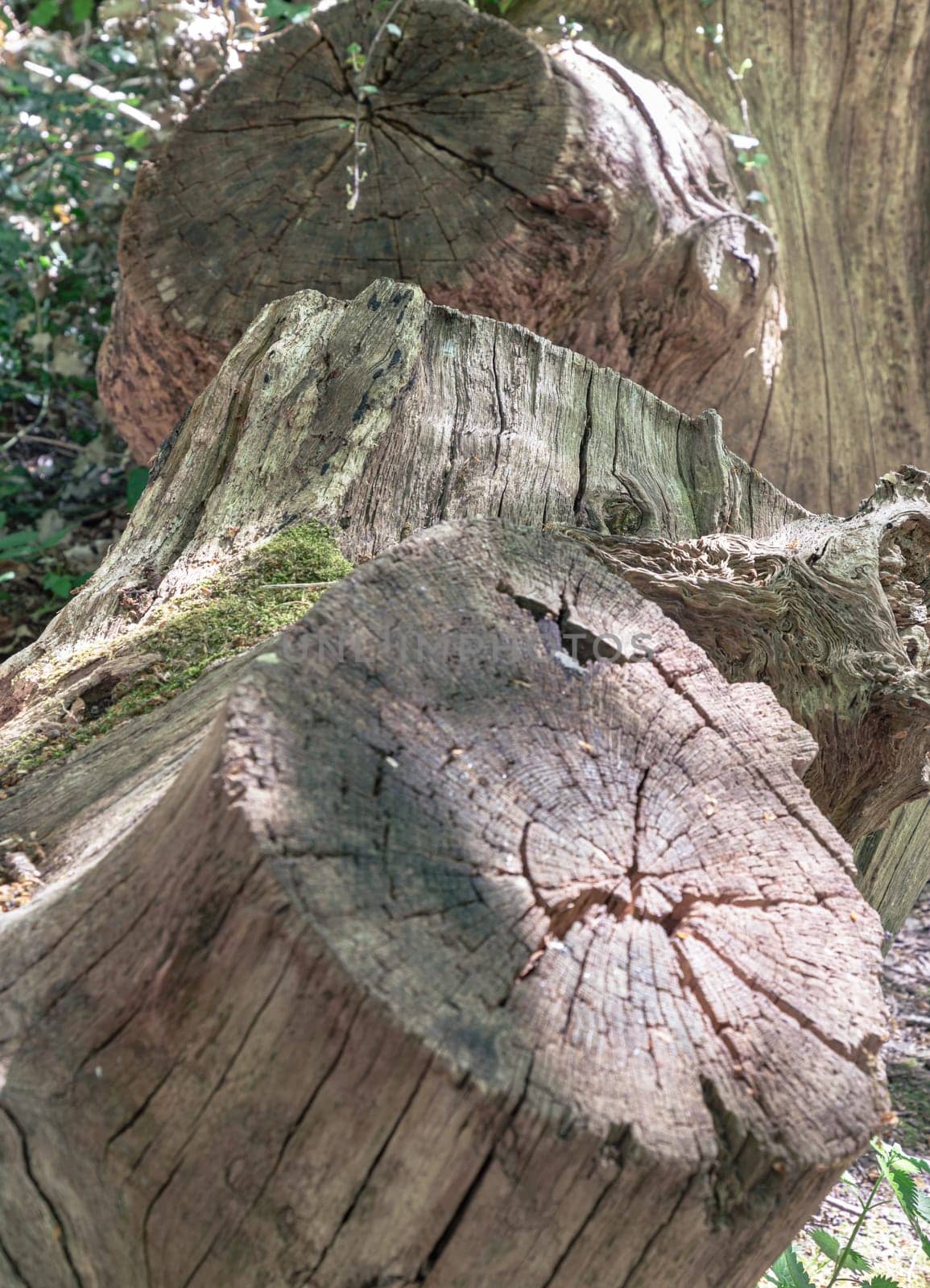 Sunlight shines on the surface of the Tree stump through the gaps between branches and leaves, A large tree stump of a tree's trunk after cut down, with some roots still in the ground with surrounded by small plants. use it as your Wallpaper, Poster and Copy space, Selective focus.