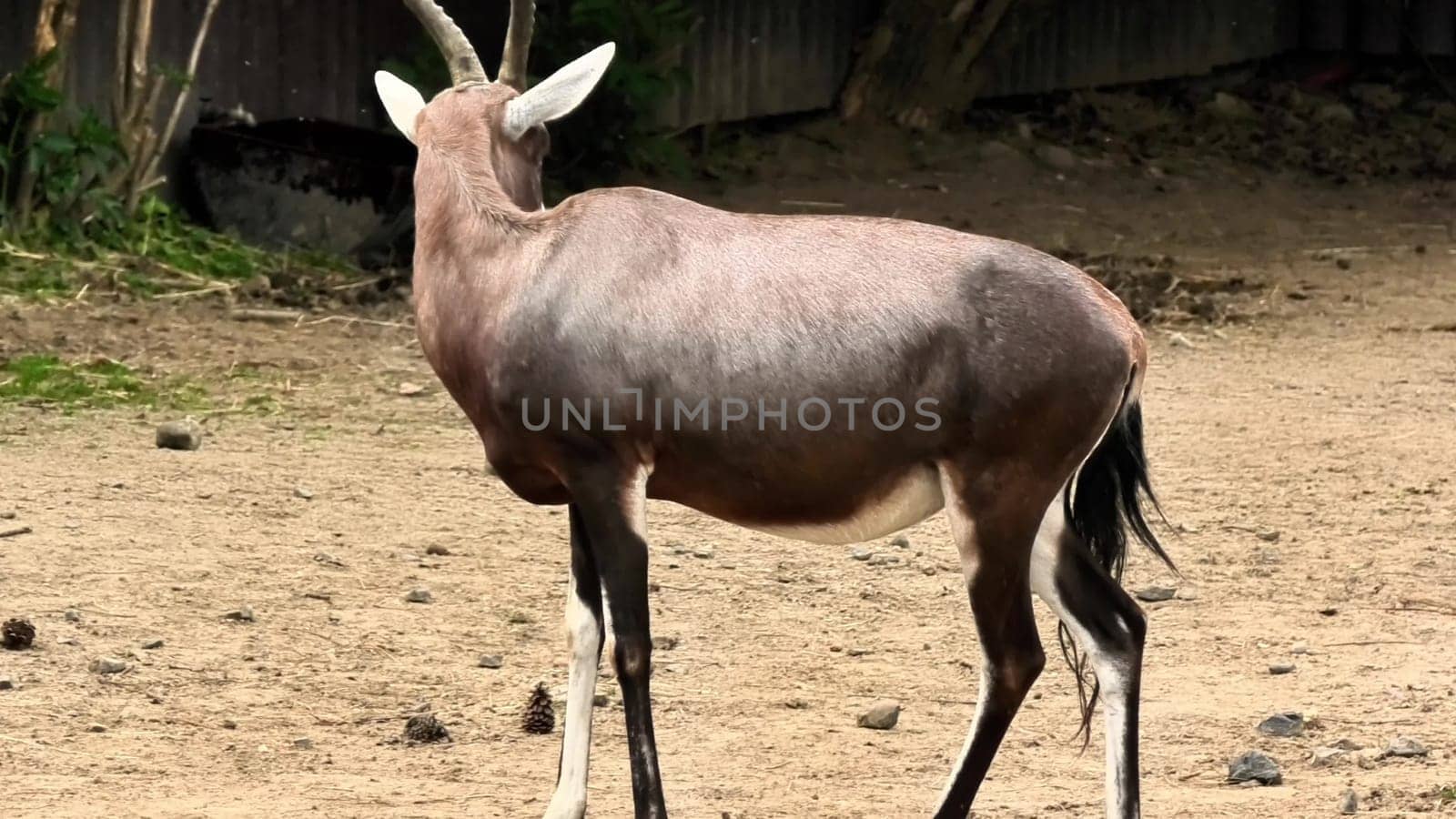 Captivating and stunning footage of a bongo antelope engaging in foraging activities in its natural environment