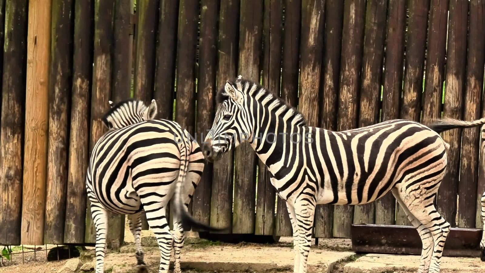 Two zebras are playfully interacting with each other, showcasing their unique patterns in a tranquil environment