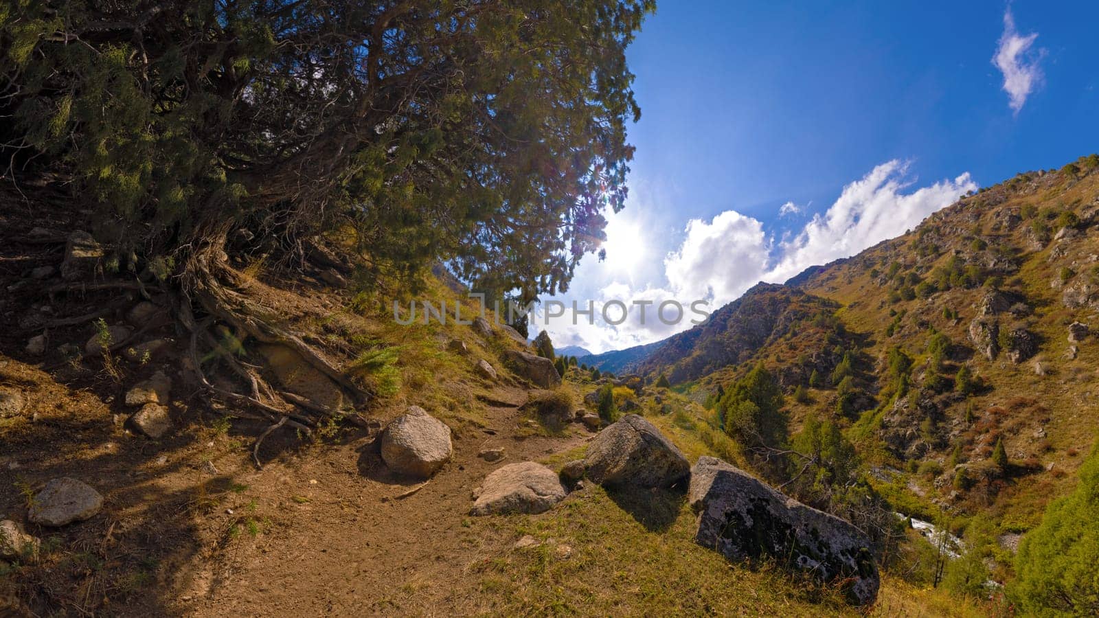 Dirt hiking path winds along a steep gorge slope under a large tree with exposed roots. Sunlit mountains and river visible. Rugged nature trail.