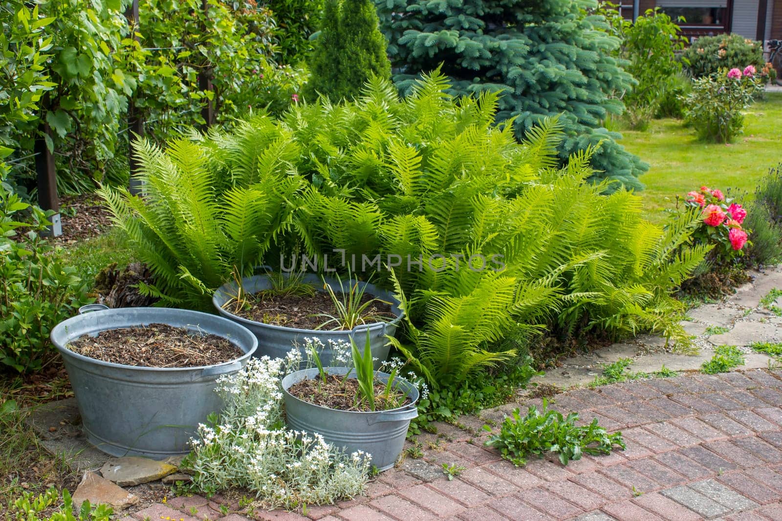rustic garden -  fern and plants in tin tub