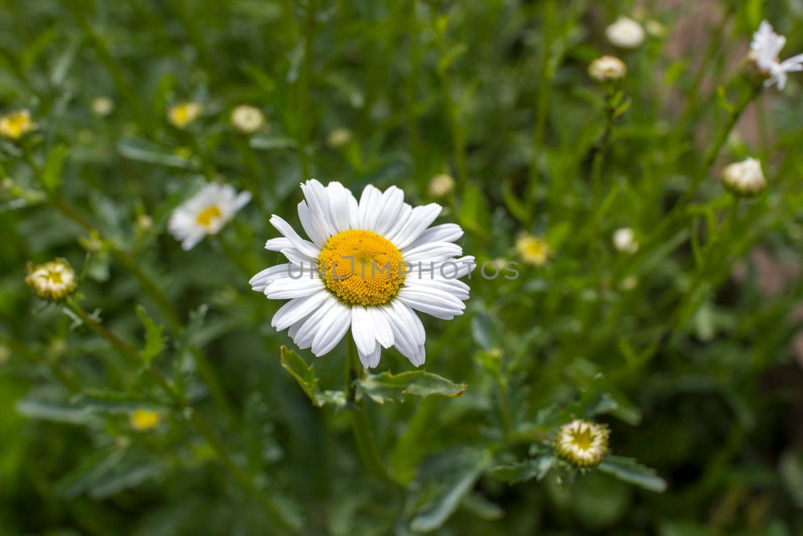 Ox-eye Daisy (Leucanthemum vulgare) in a garden - secret garden - soft focus