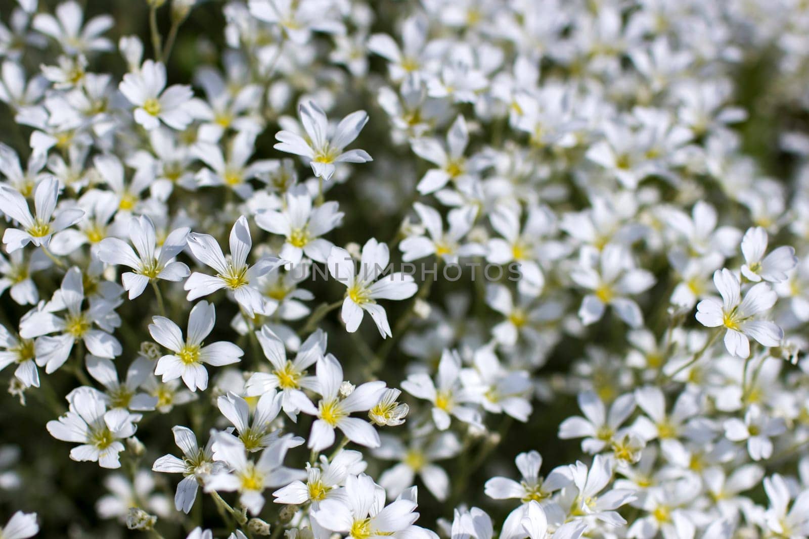 tiny white flowers in the garden, soft focus photo