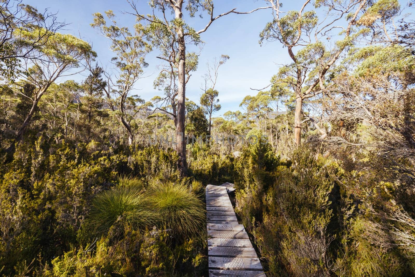 Landscape views on the Overland Track crossing thru the Du Cane Range on a warm autumn afternoon in Cradle Mountain, Tasmania, Australia